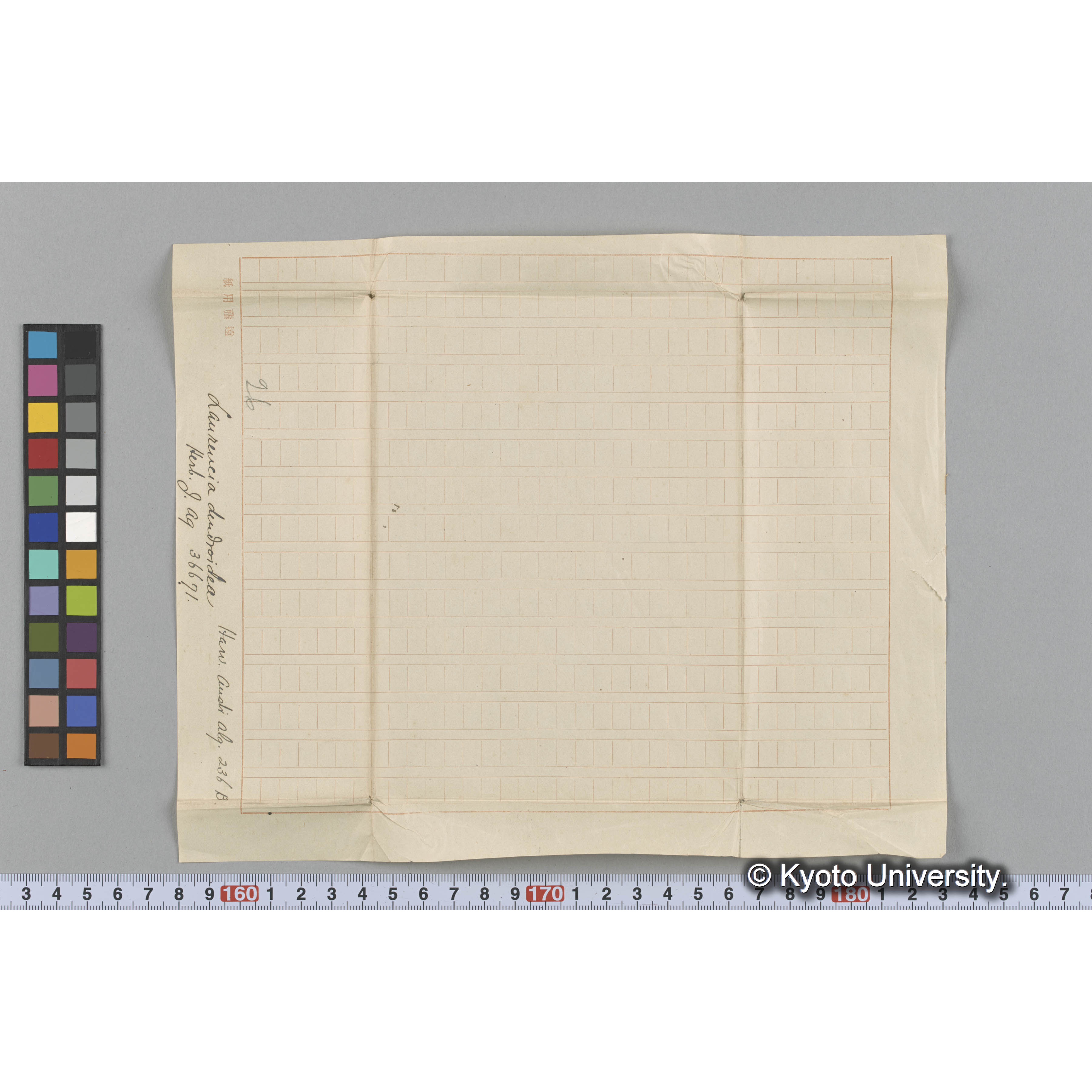 Laurencia dendroidea / Herb. J. Ag. 36671 / Harv. Austr. Alg. 236B. （写真帳番号 79） (3)