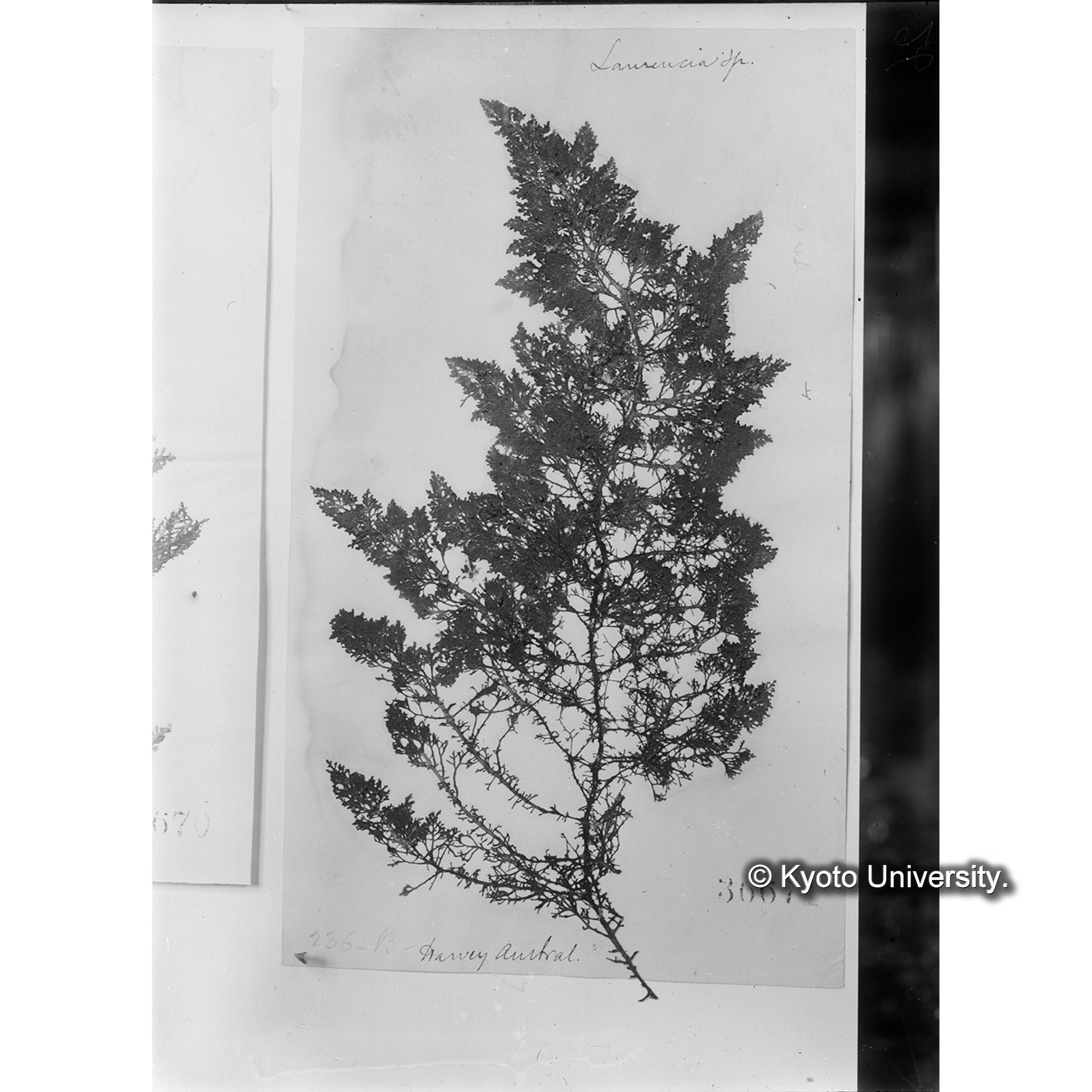 Laurencia dendroidea / Herb. J. Ag. 36671 / Harv. Austr. Alg. 236B. （写真帳番号 79） (4)