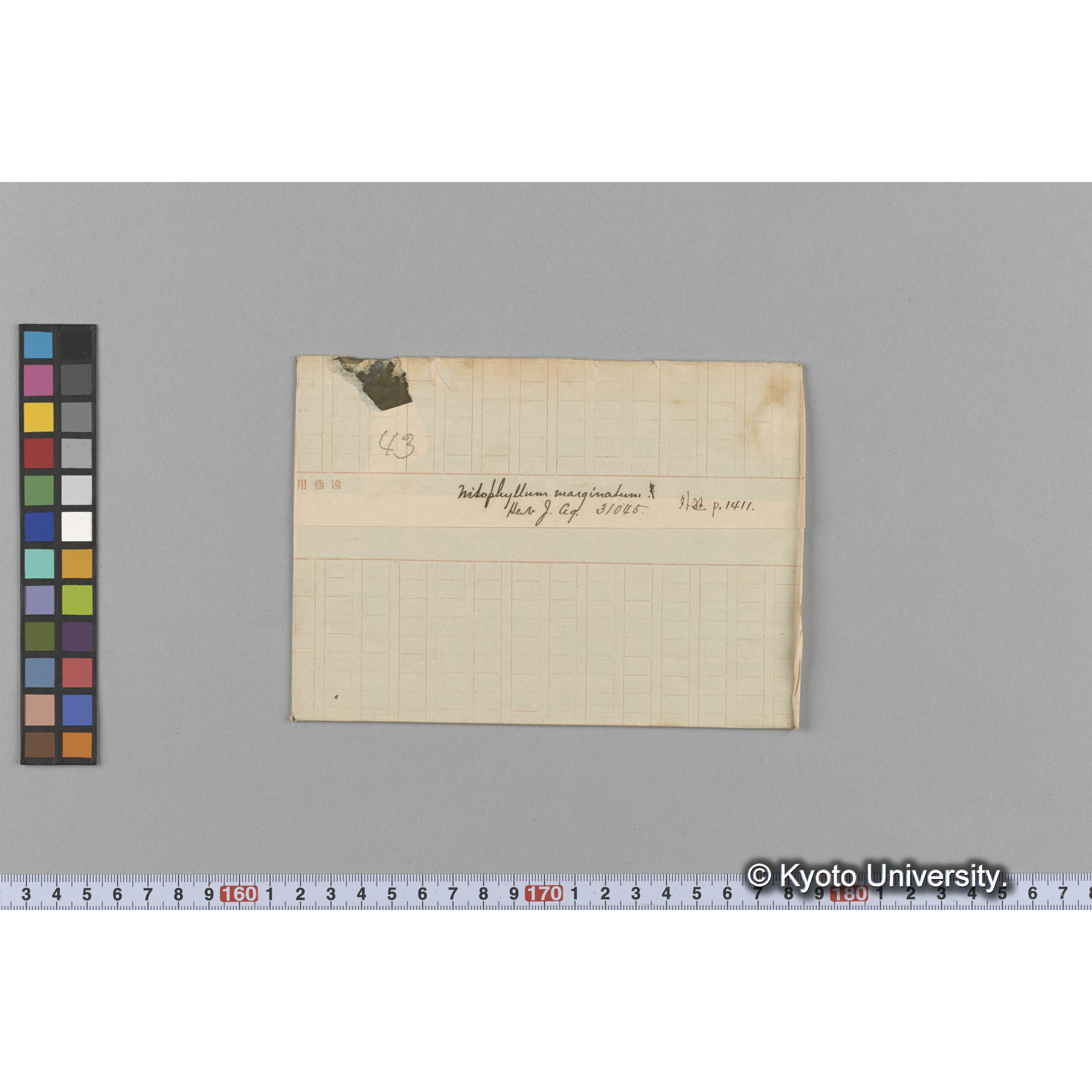 Nitophyllum marginatum / Herb. J. Ag. 31045 / 外遊 p.1411 （写真帳番号 93） (1)