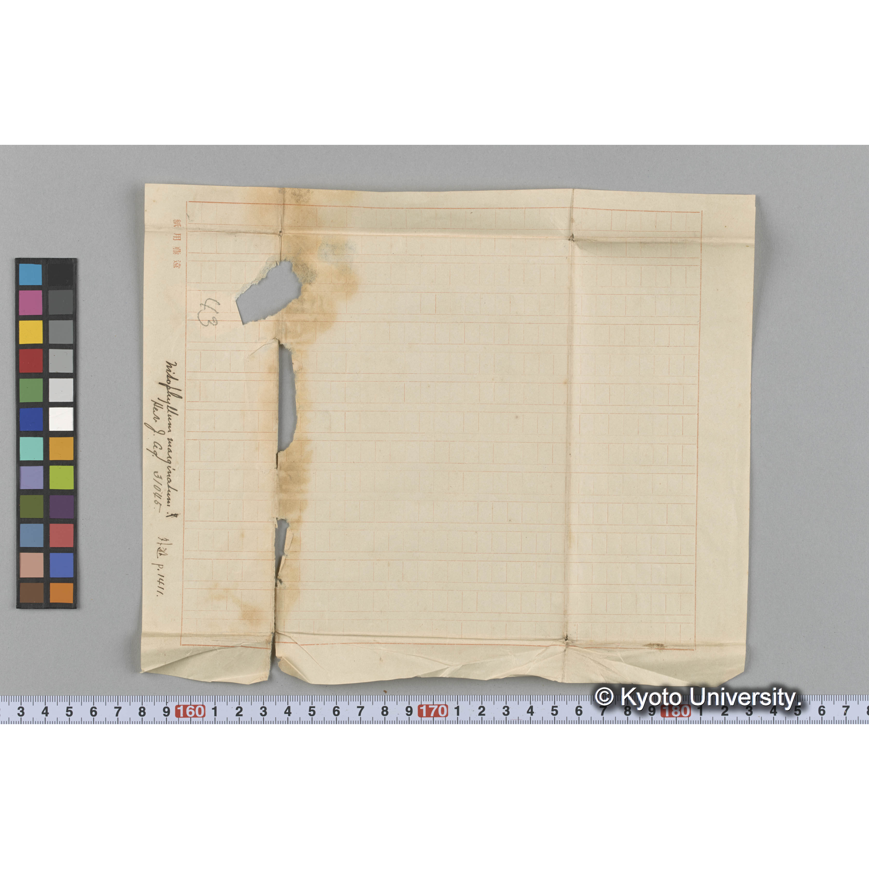 Nitophyllum marginatum / Herb. J. Ag. 31045 / 外遊 p.1411 （写真帳番号 93） (3)