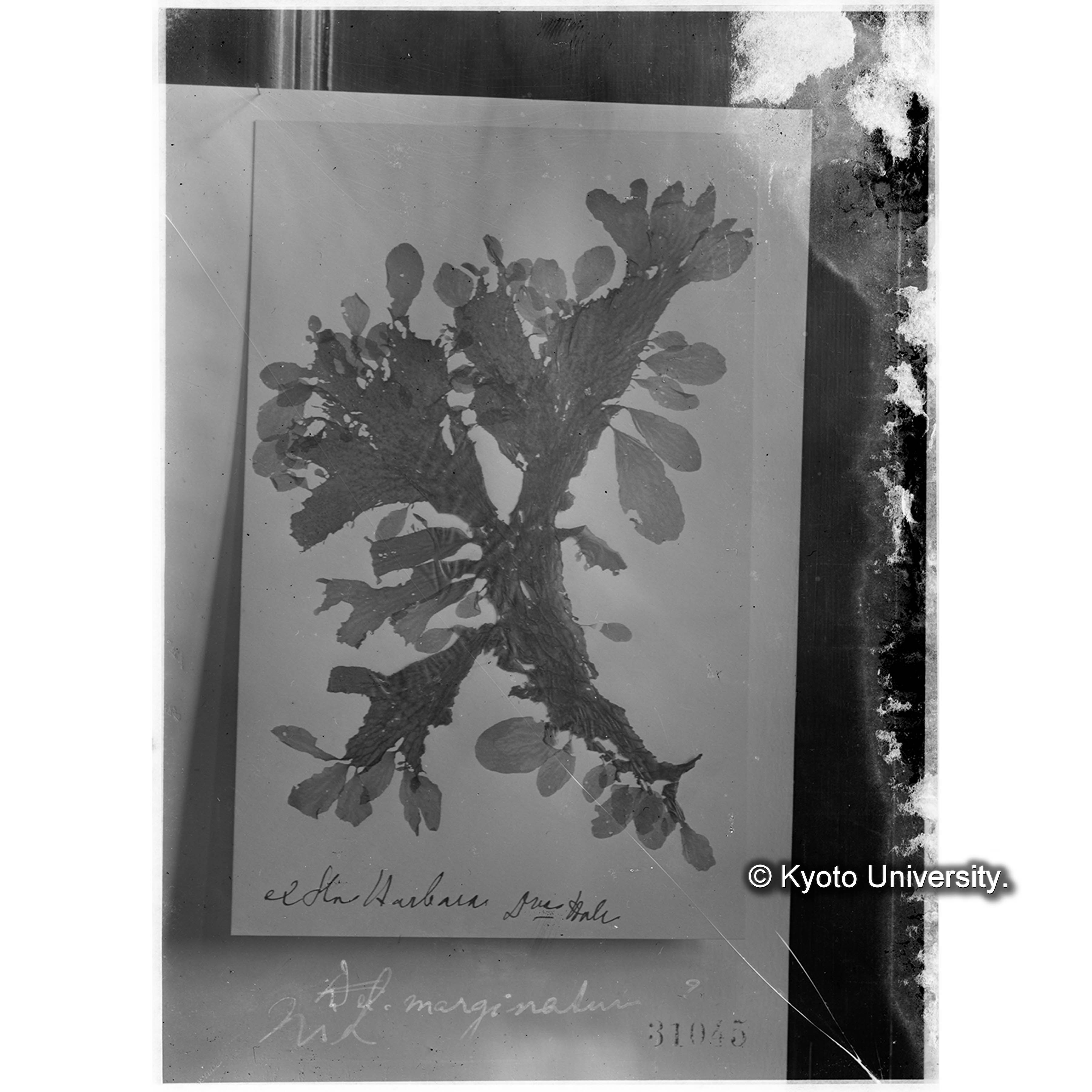 Nitophyllum marginatum / Herb. J. Ag. 31045 / 外遊 p.1411 （写真帳番号 93） (4)