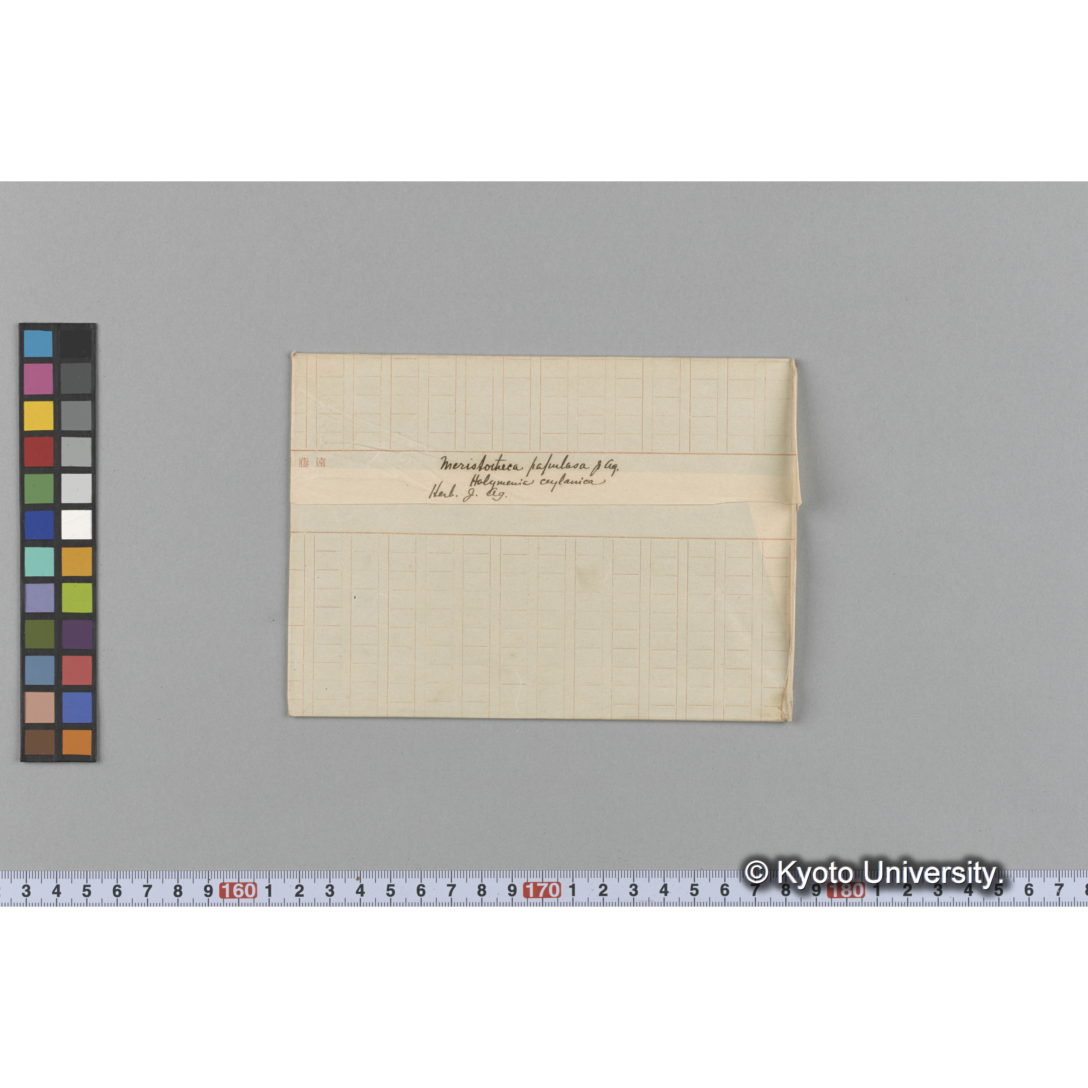 Meristotheca papulosa J. Ag. / Herb. J. Ag. / Halymenia ceylanica （写真帳番号 86） (1)