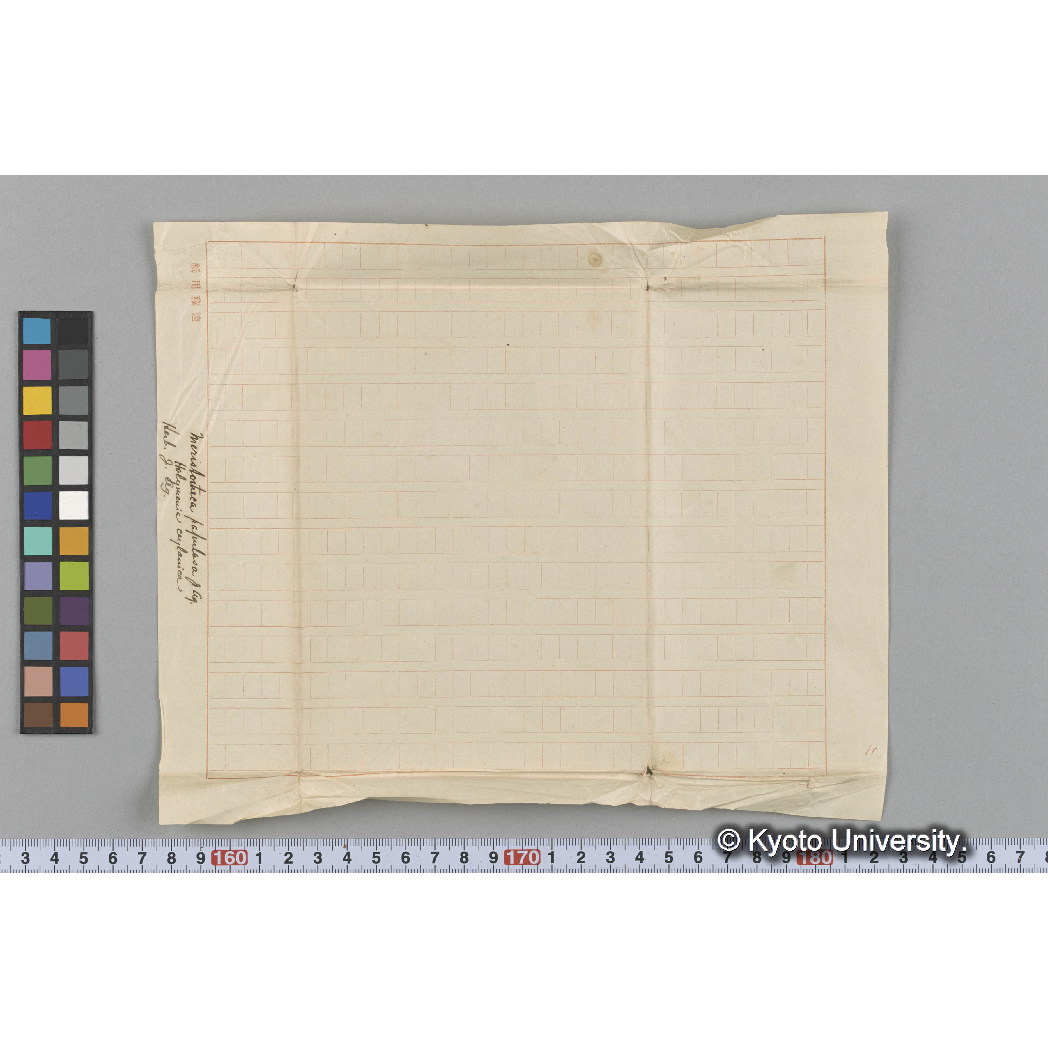 Meristotheca papulosa J. Ag. / Herb. J. Ag. / Halymenia ceylanica （写真帳番号 86） (3)