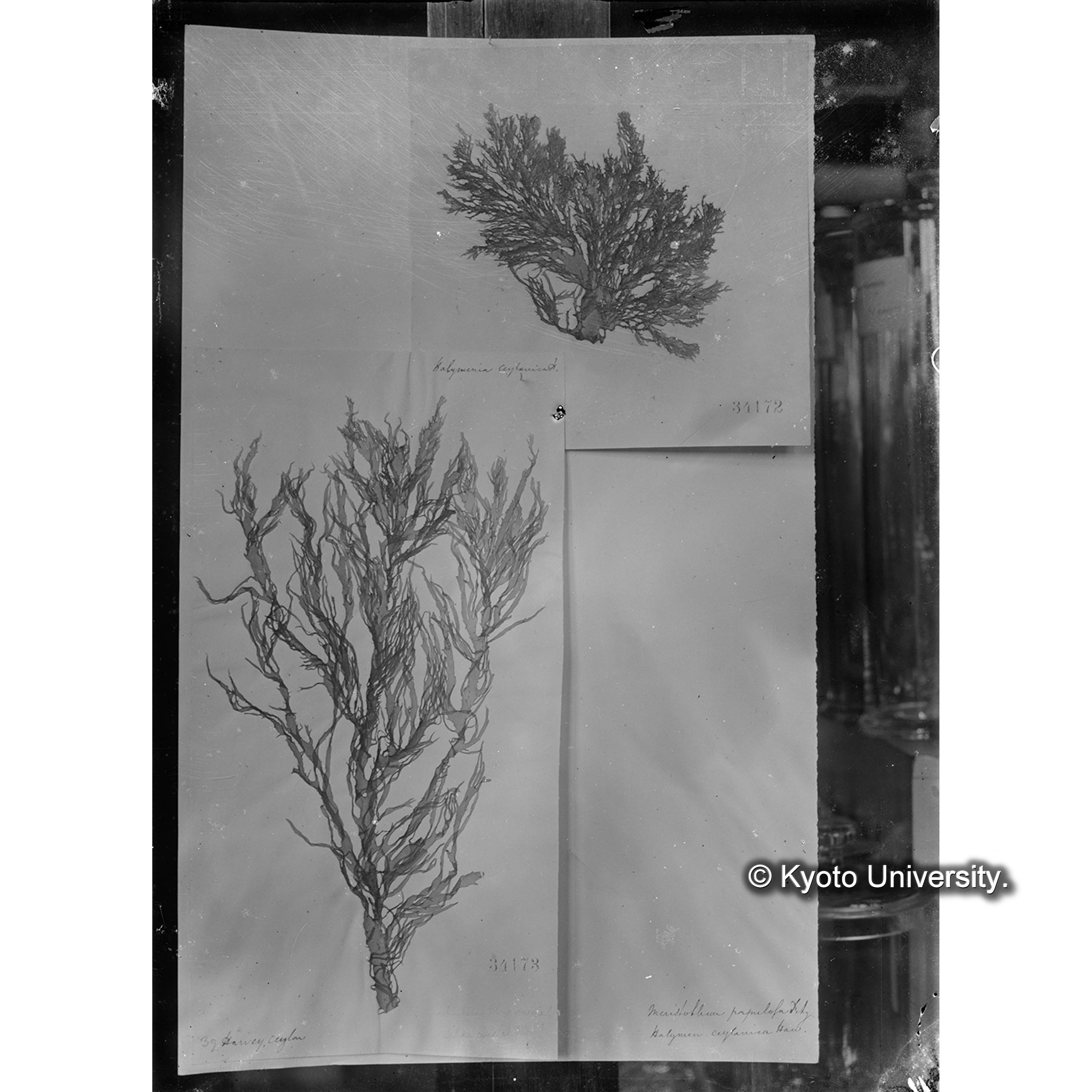 Meristotheca papulosa J. Ag. / Herb. J. Ag. / Halymenia ceylanica （写真帳番号 86） (4)