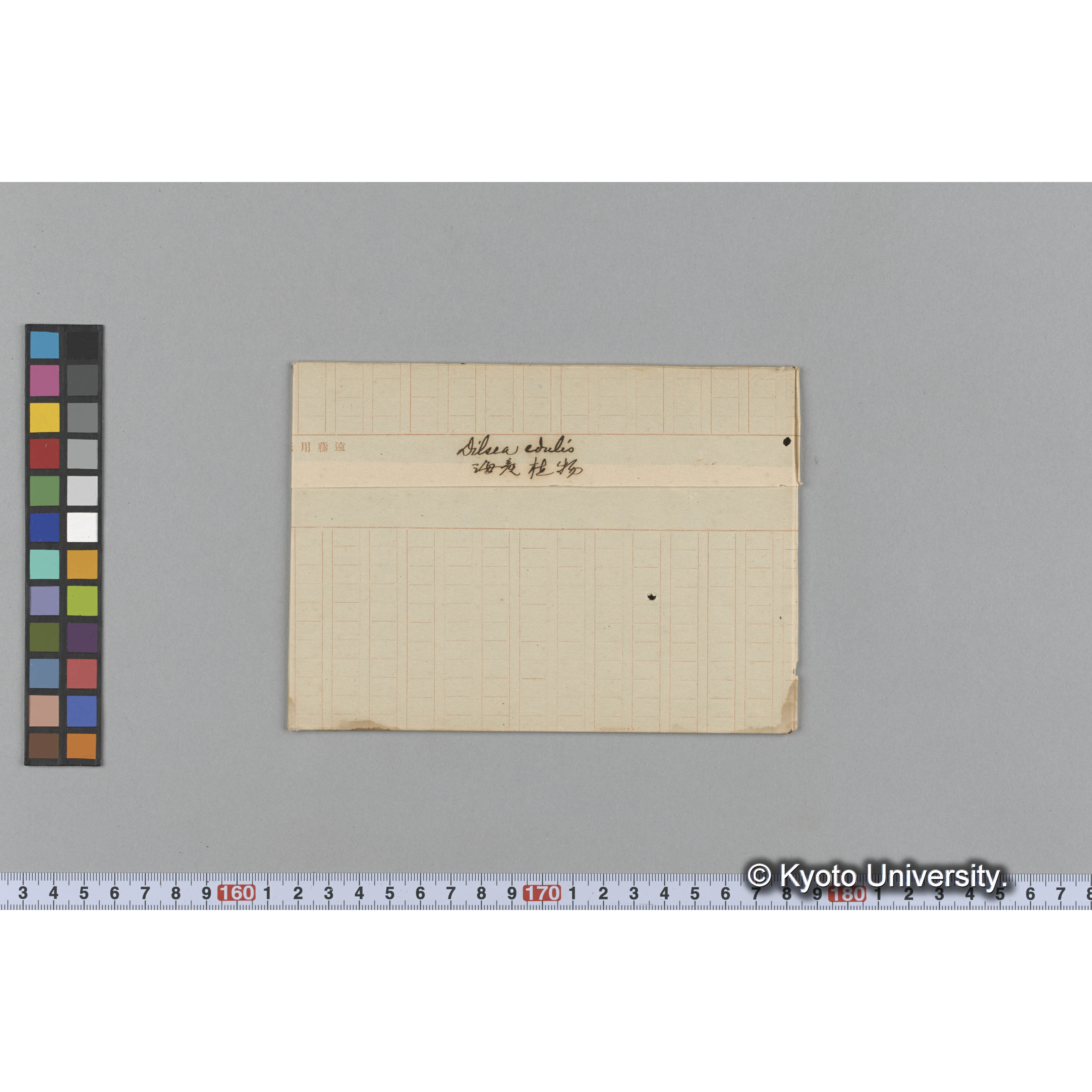 Dilsea edulis / 海産植物 (1)