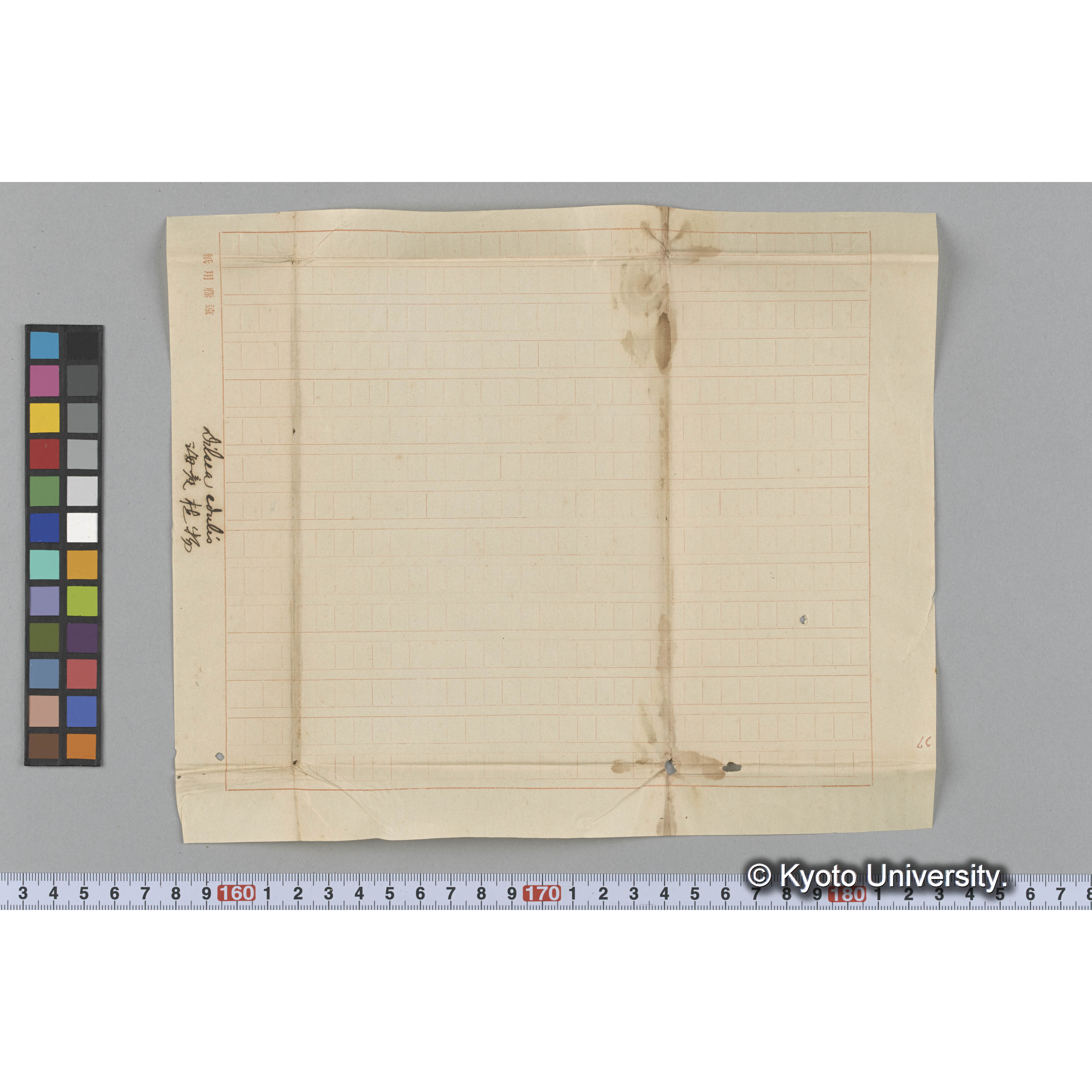 Dilsea edulis / 海産植物 (3)