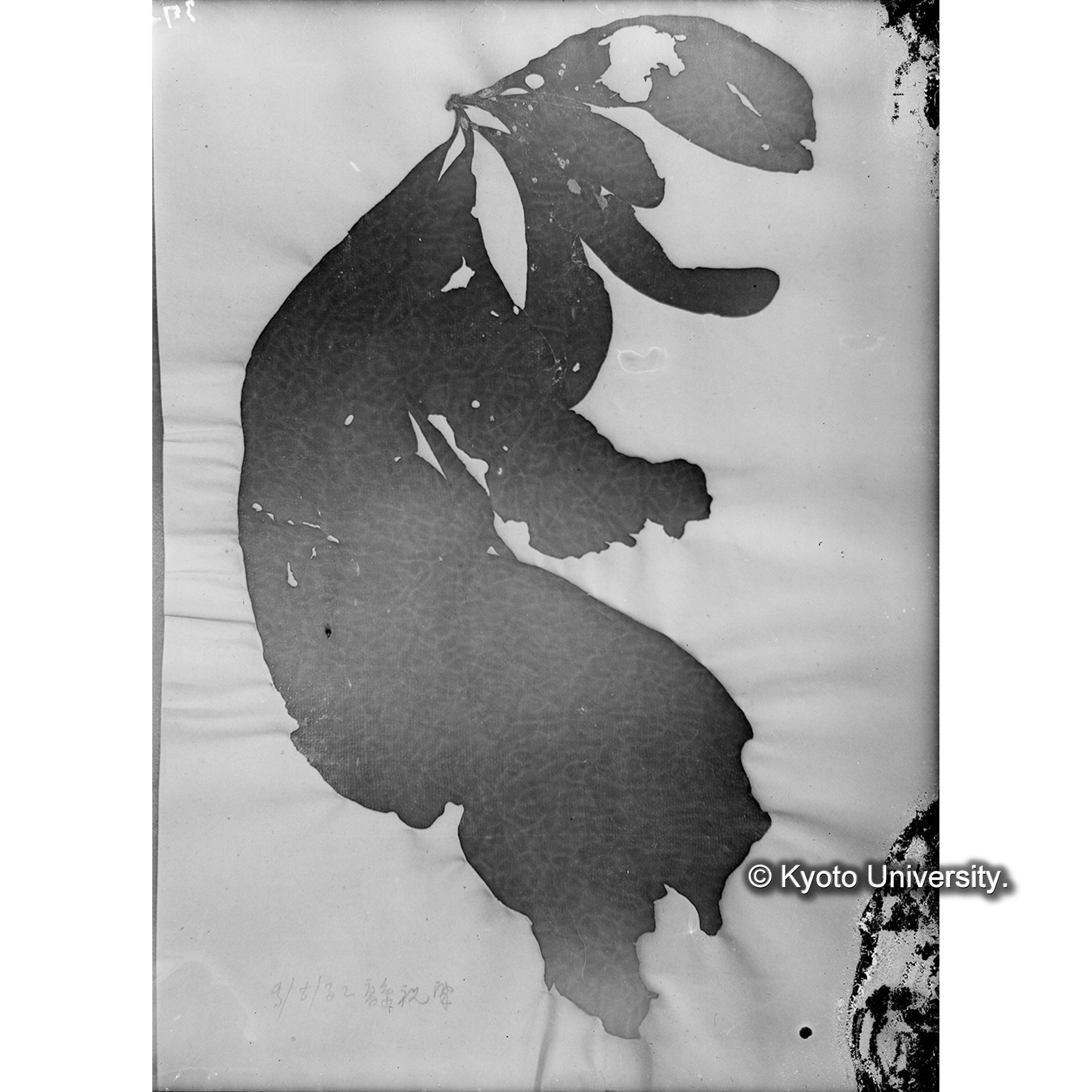 Dilsea edulis / 海産植物 (4)