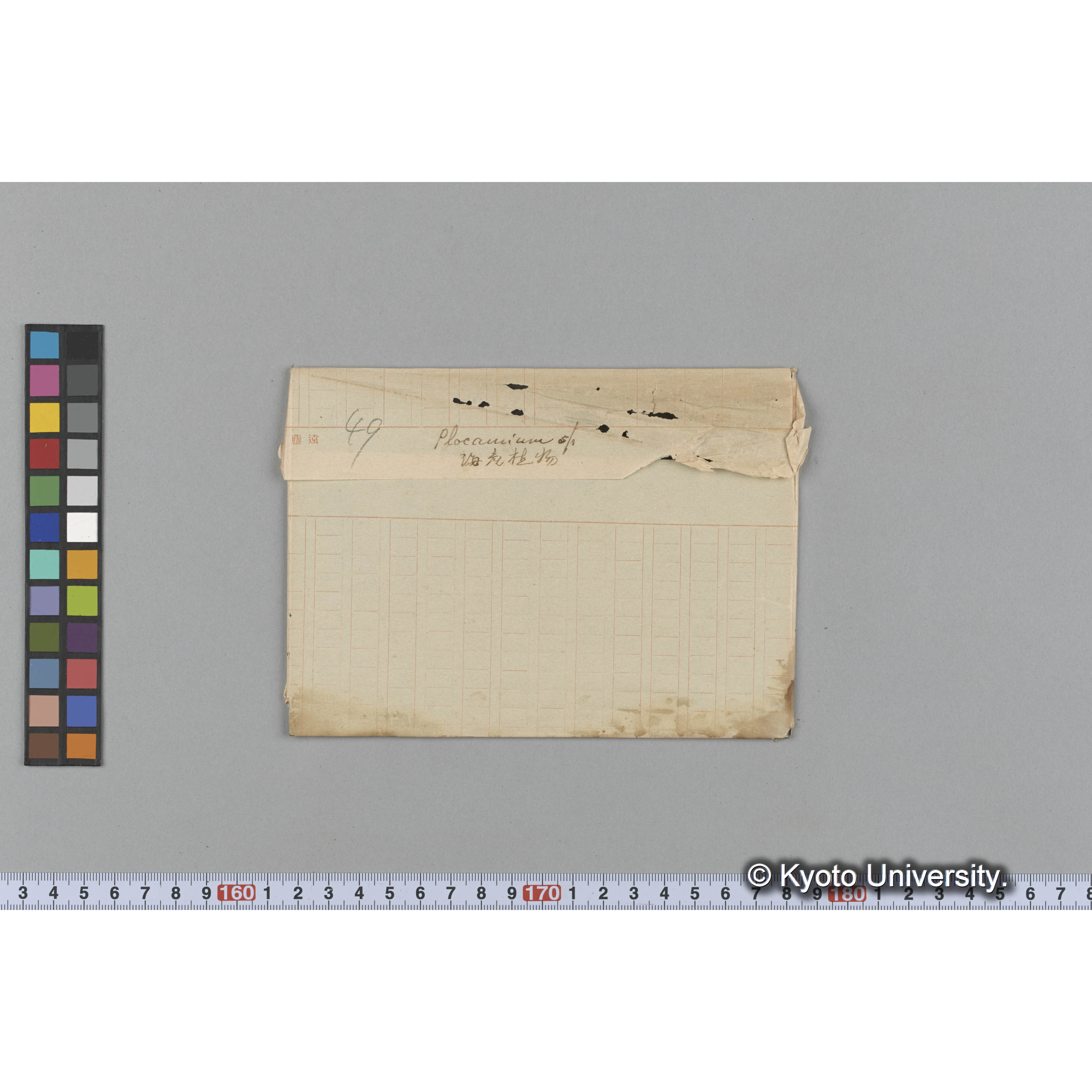 Plocamium sp / 海産植物 (1)