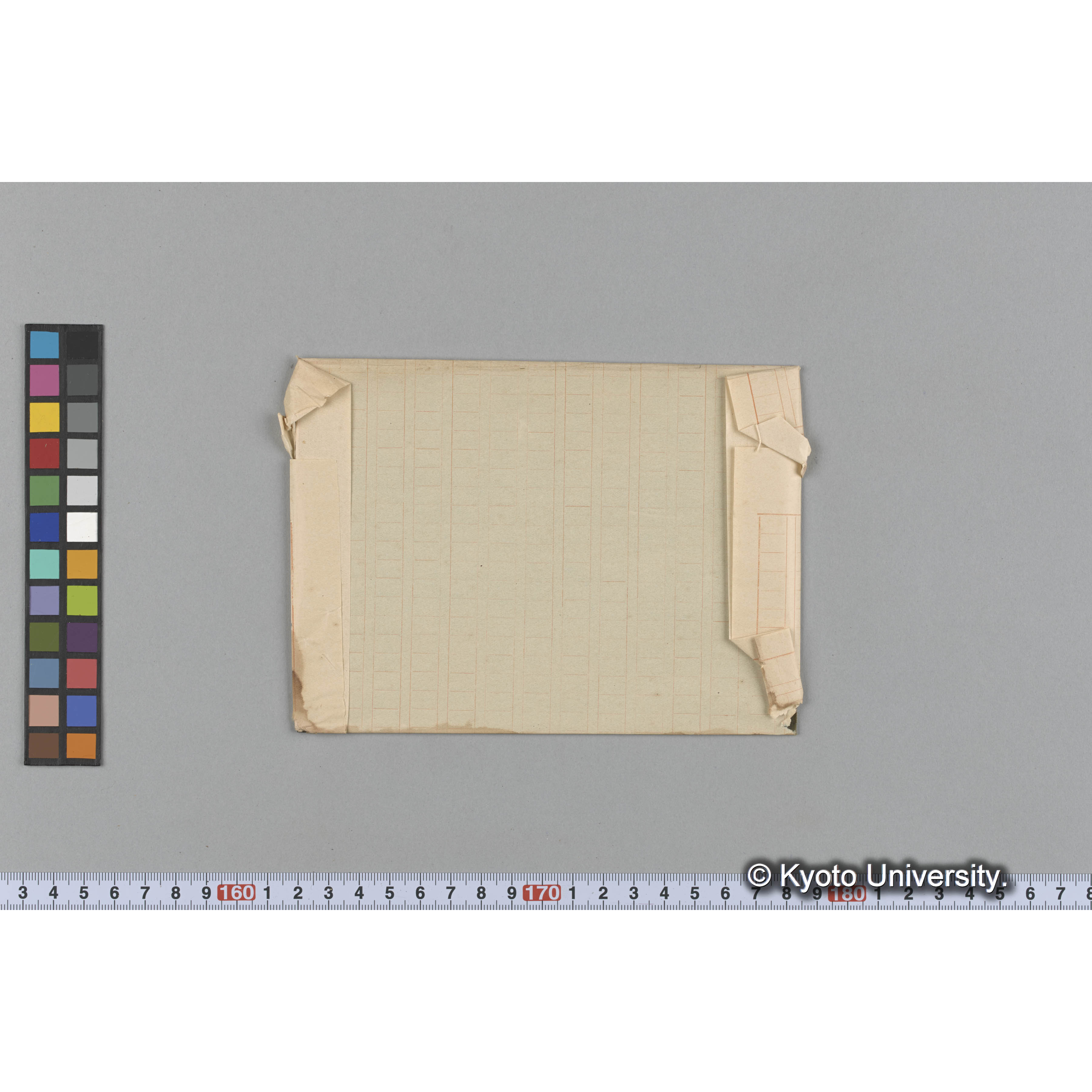 Plocamium sp / 海産植物 (2)