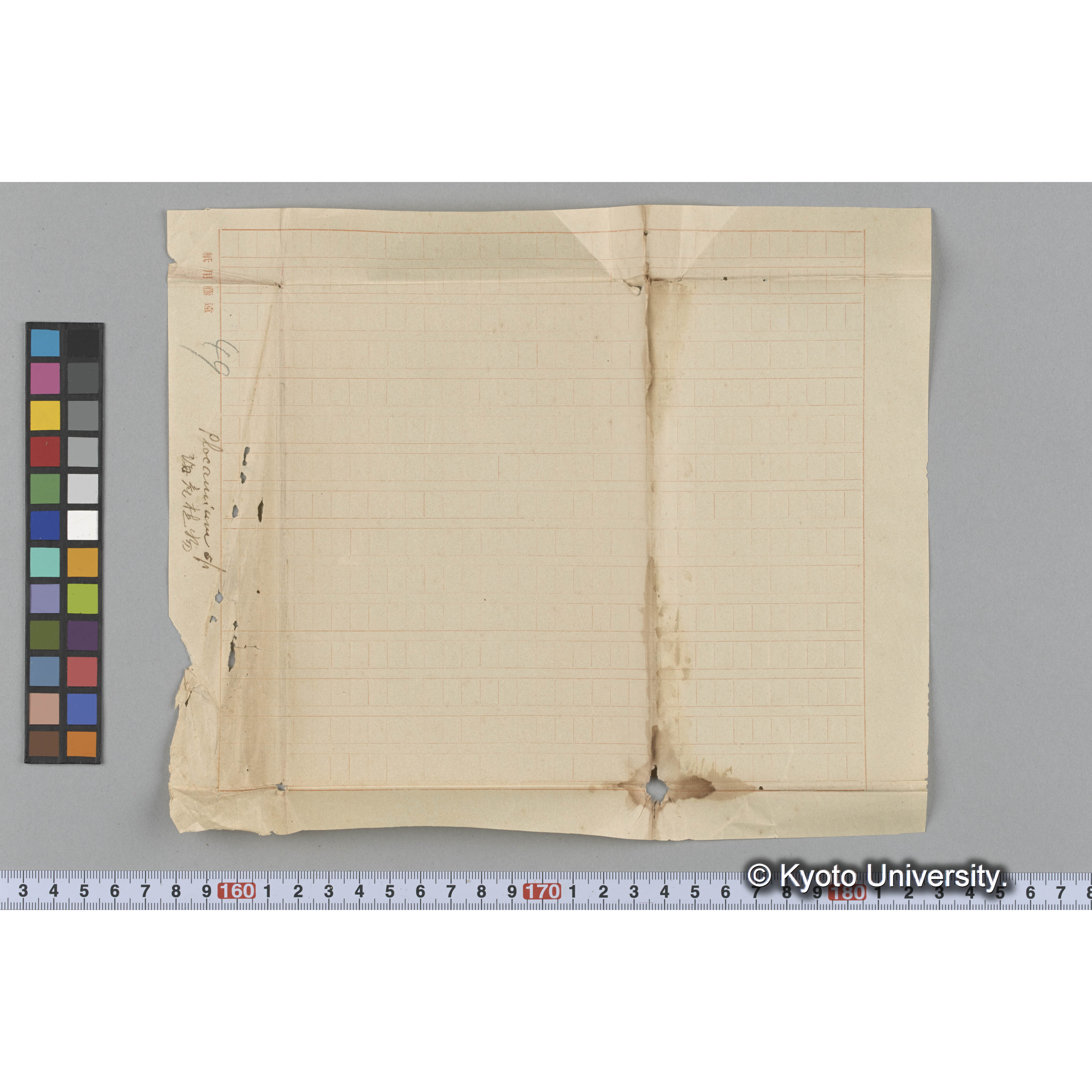 Plocamium sp / 海産植物 (3)