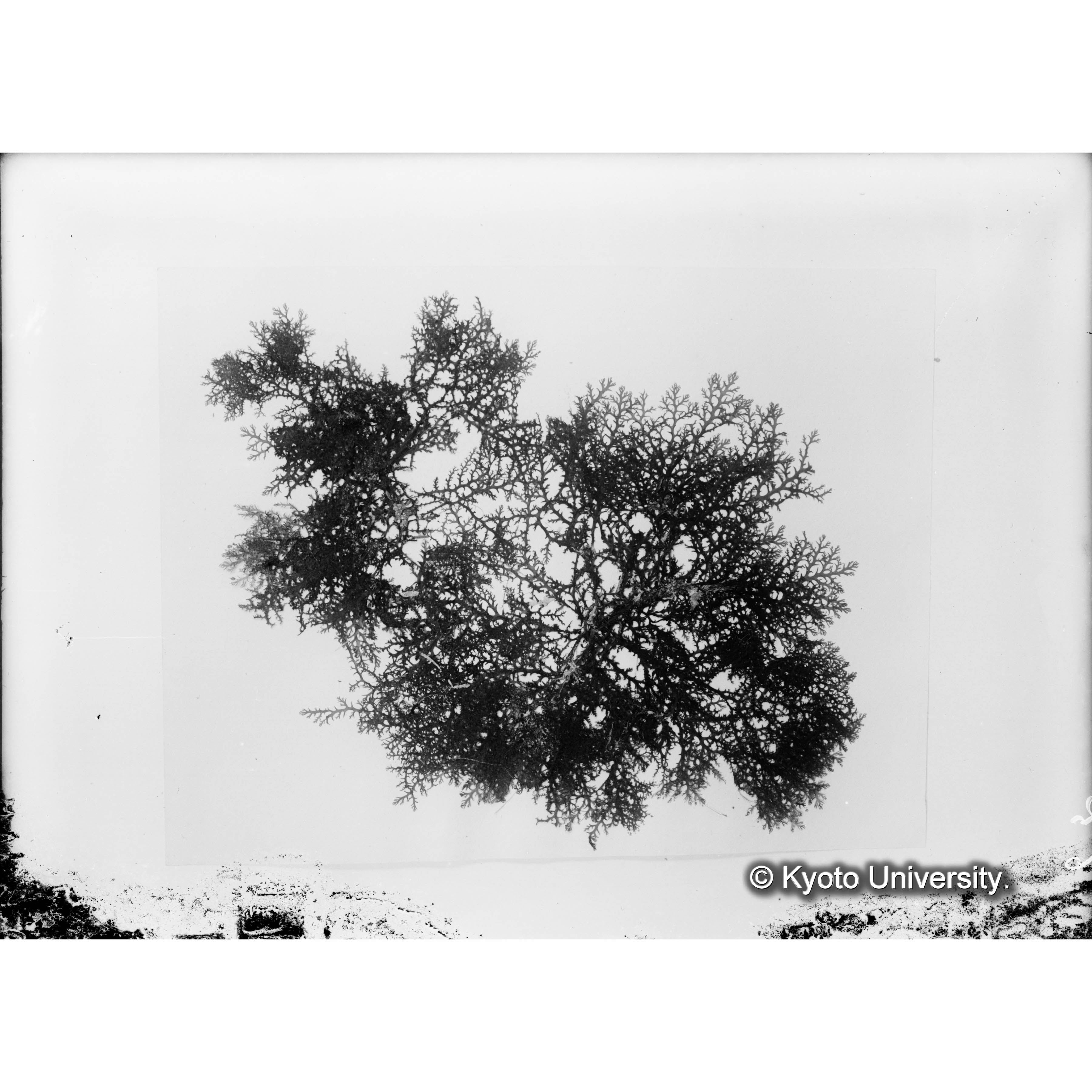 Plocamium sp / 海産植物 (4)