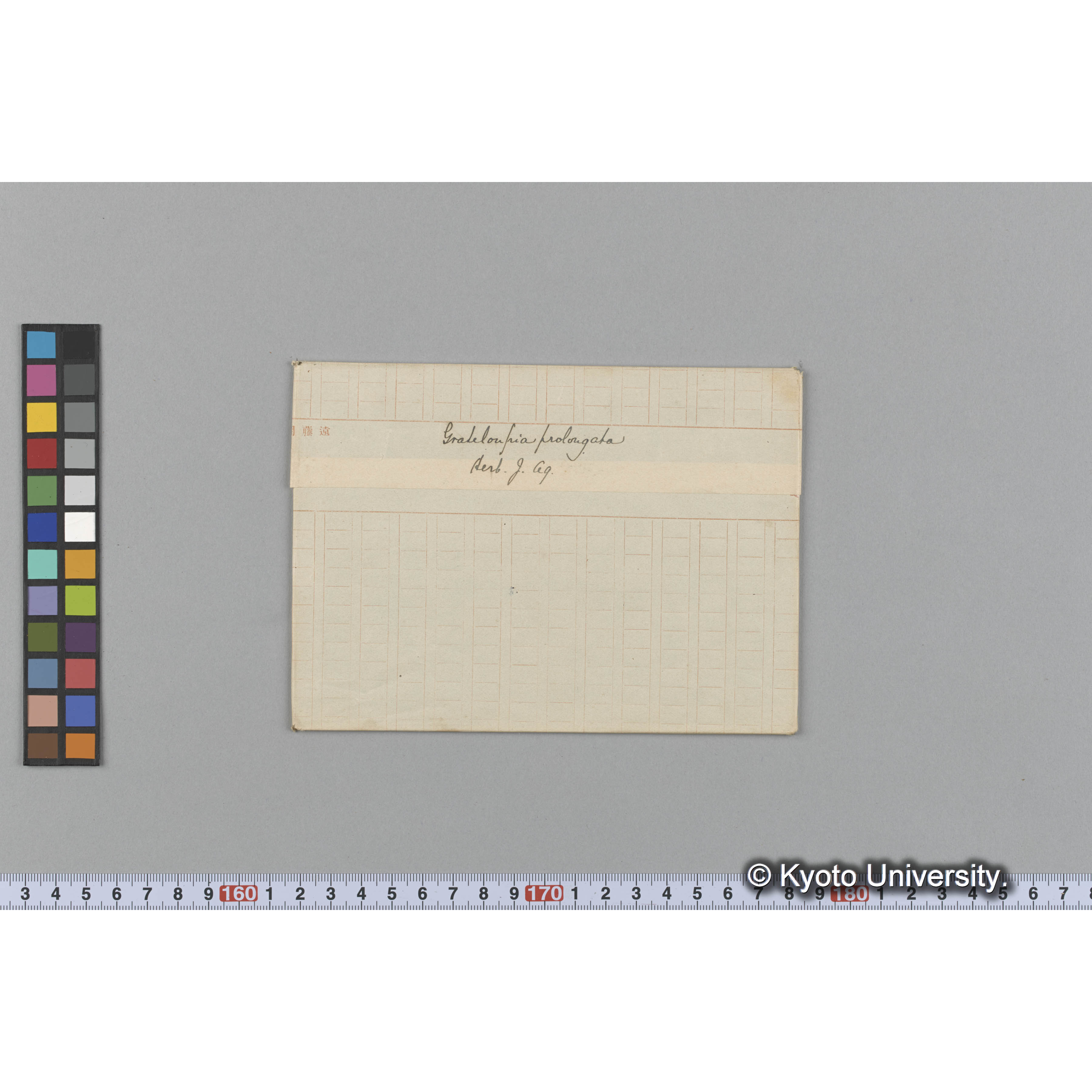 Grateloupia prolongata / Herb. J. Ag. （写真帳番号 54） (1)