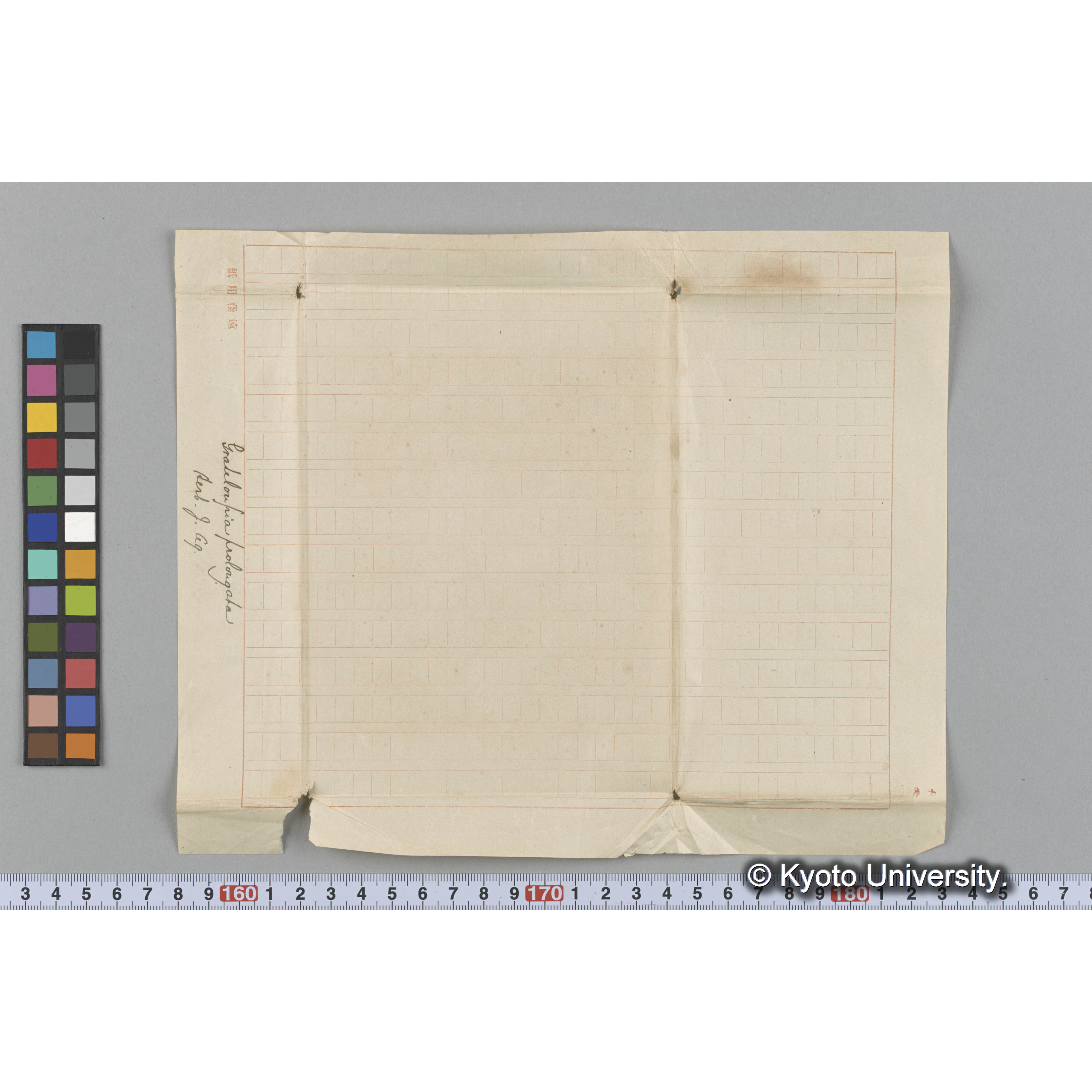 Grateloupia prolongata / Herb. J. Ag. （写真帳番号 54） (3)