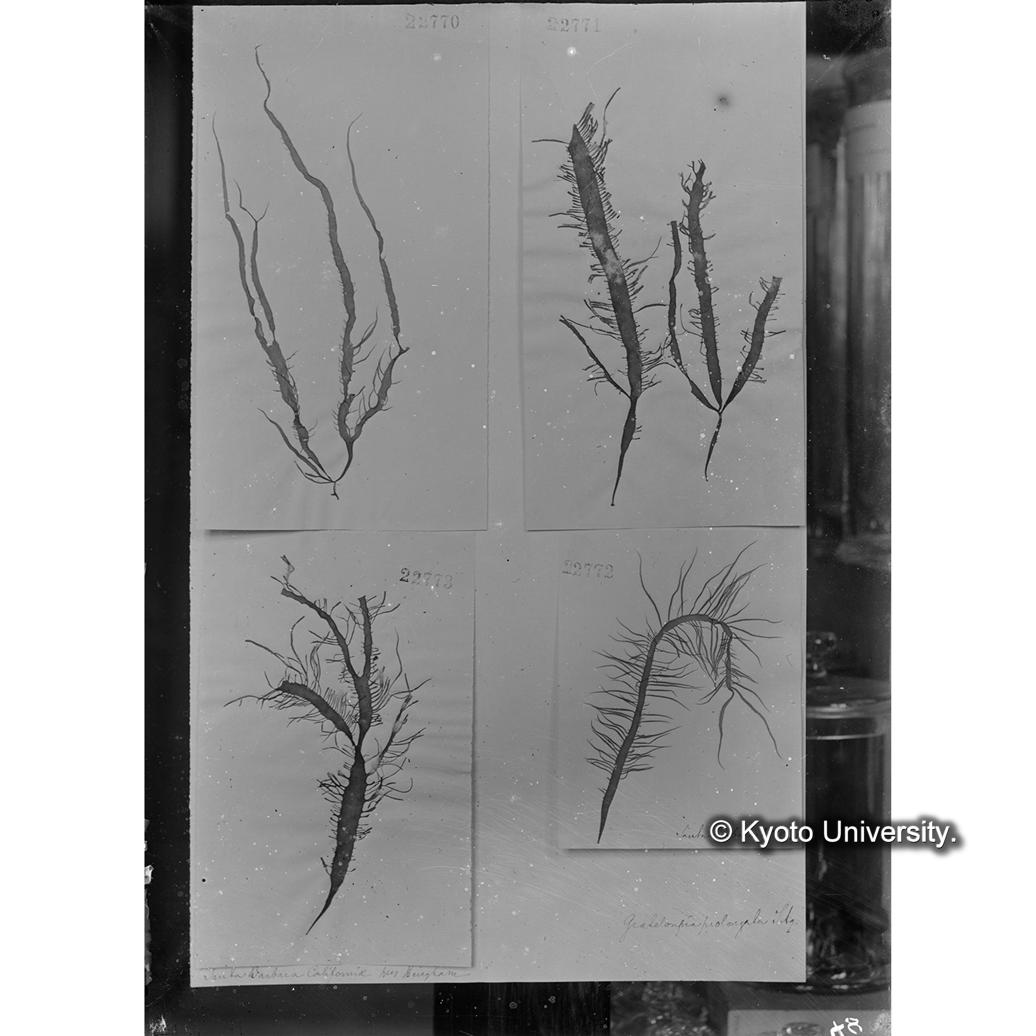 Grateloupia prolongata / Herb. J. Ag. （写真帳番号 54） (4)