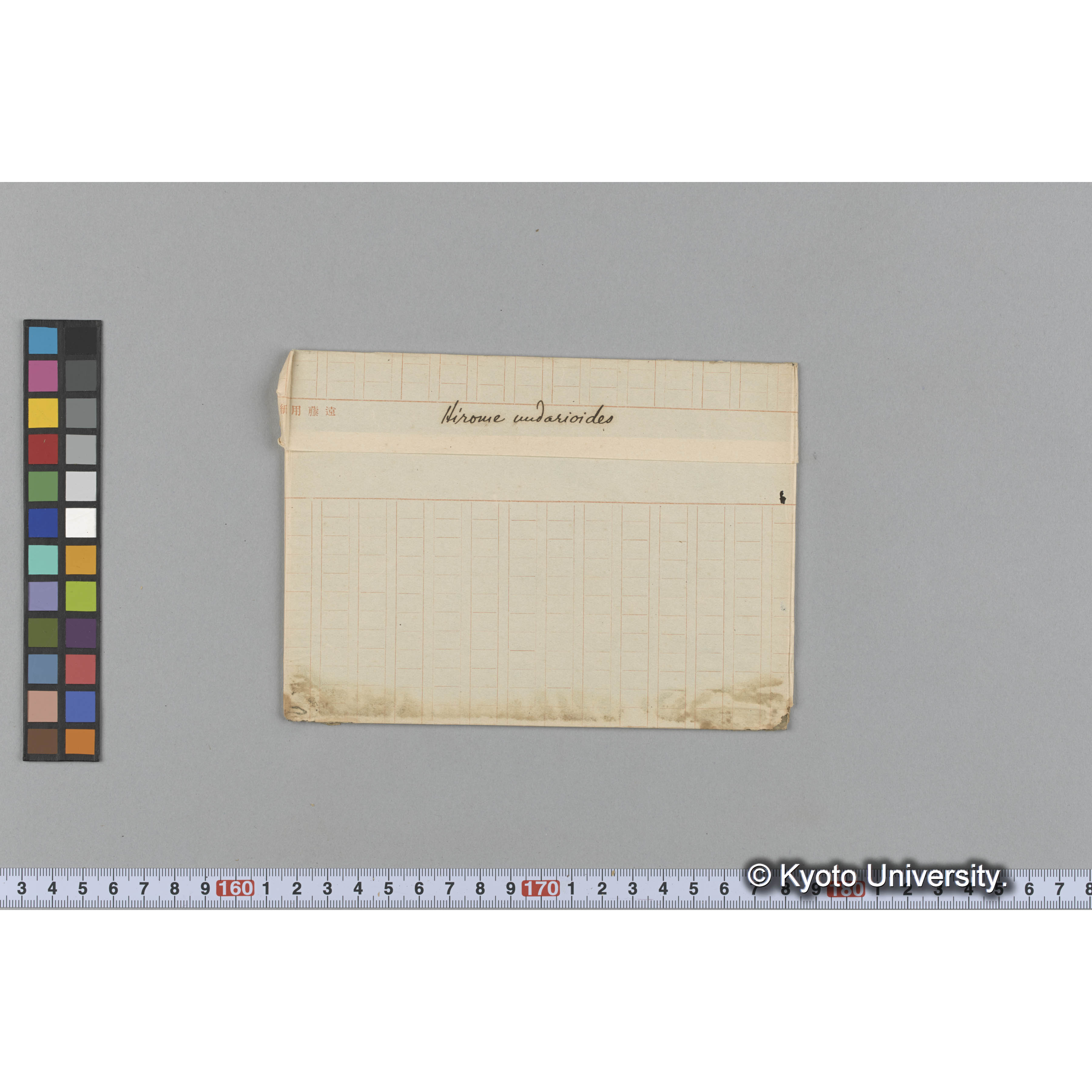 Hirome undarioides (1)