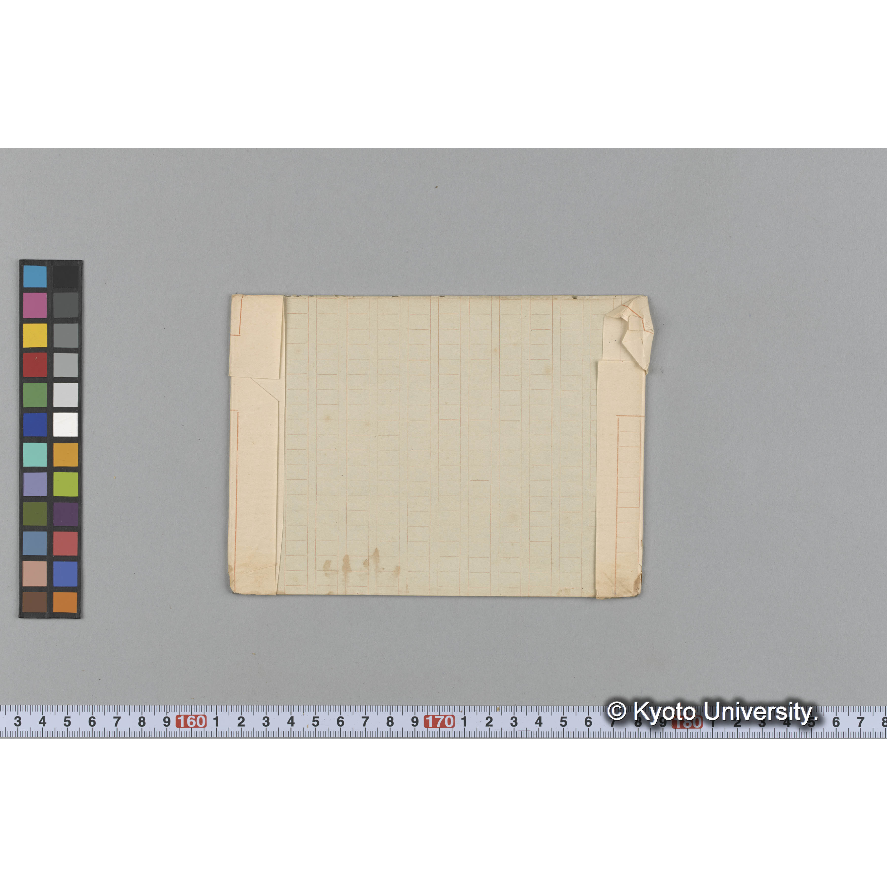 Hirome undarioides (2)