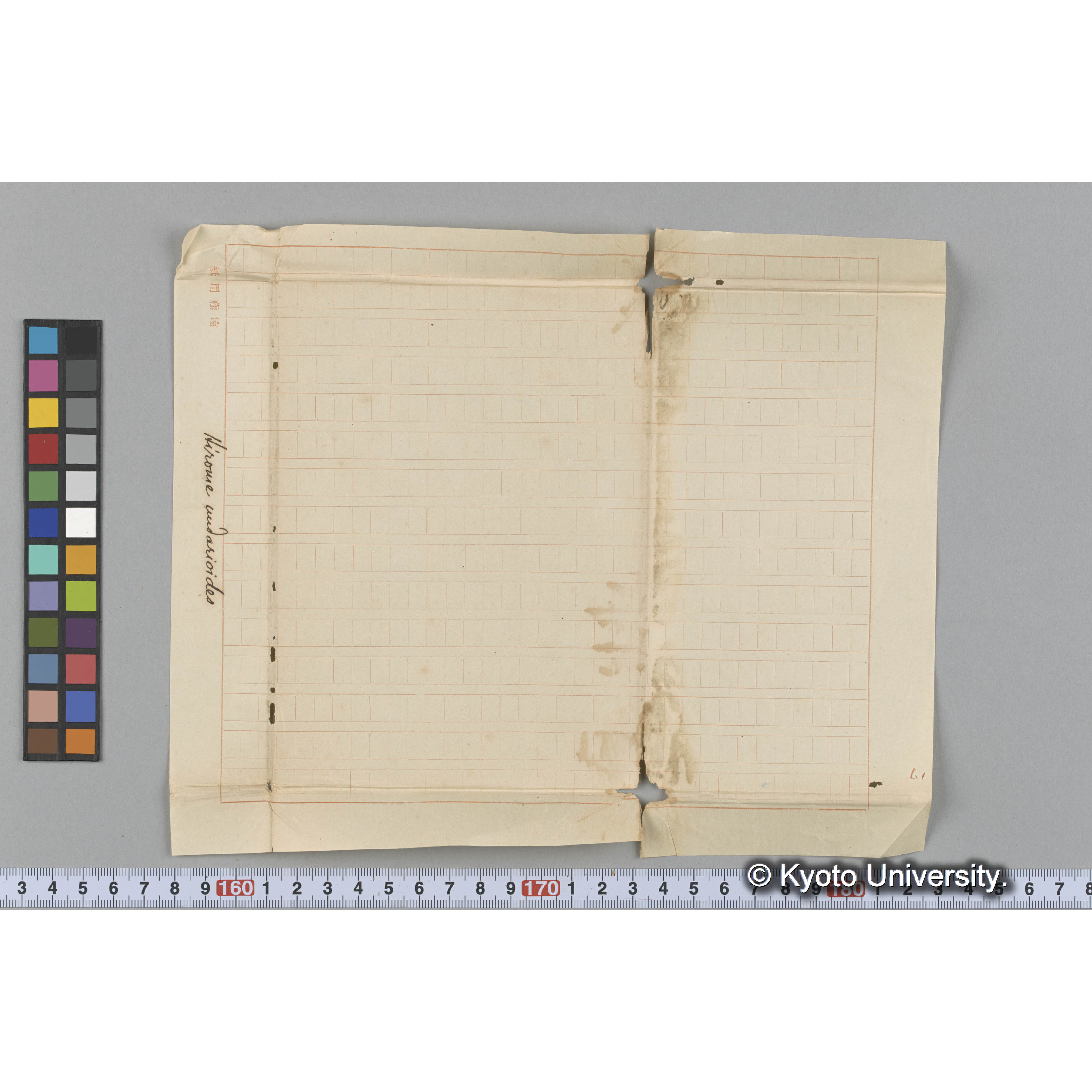 Hirome undarioides (3)