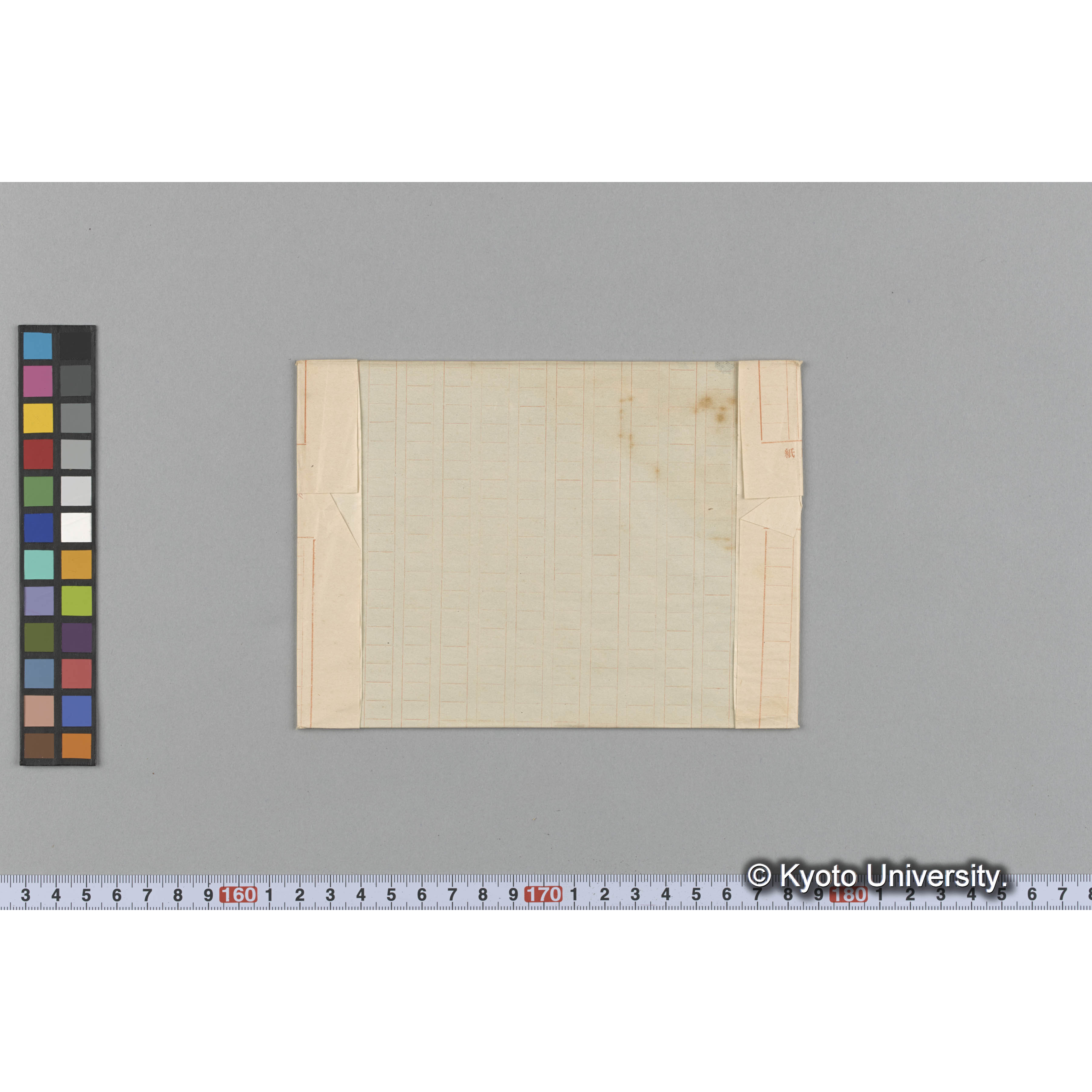 Helminthocladia australis / Trinity College （写真帳番号 65） (2)