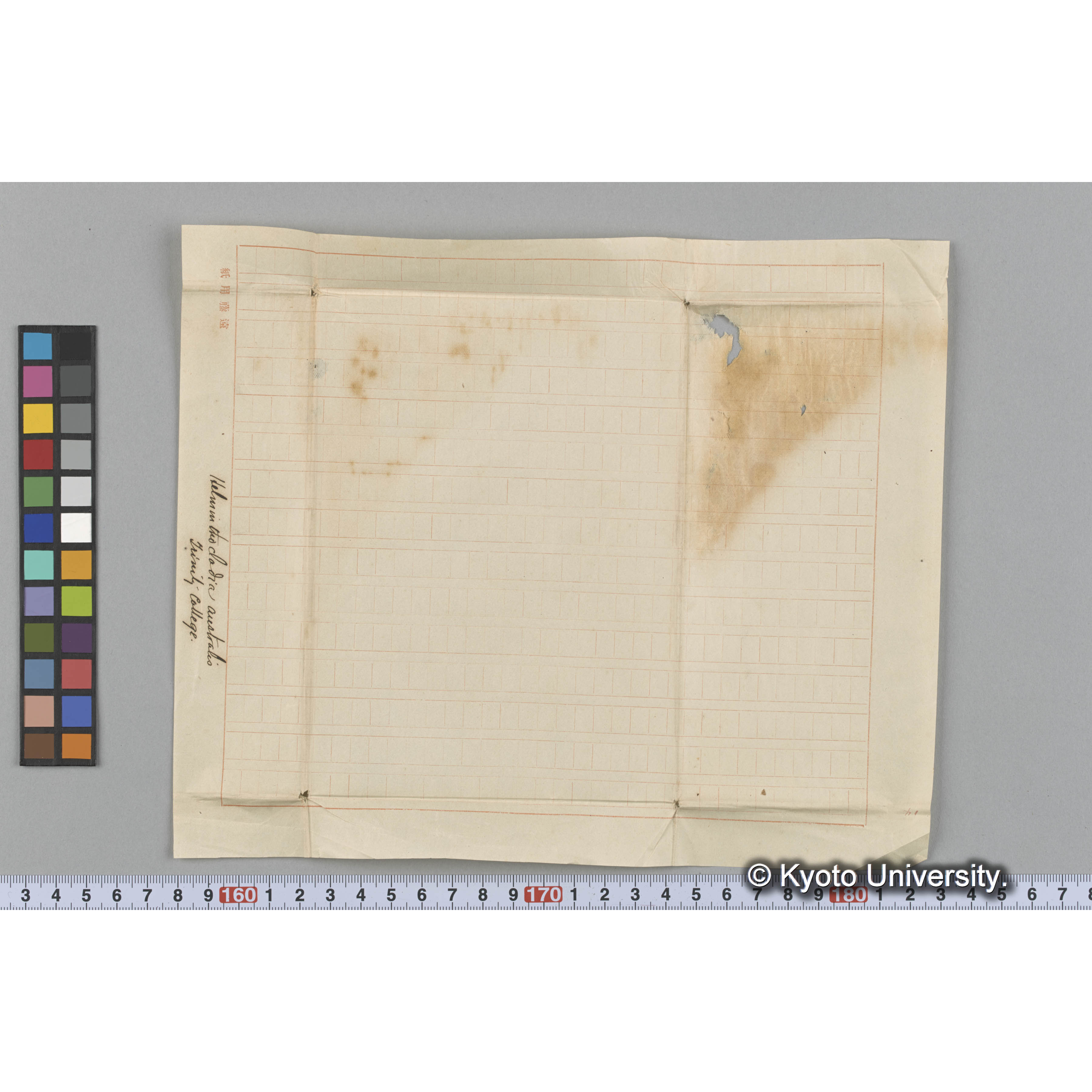 Helminthocladia australis / Trinity College （写真帳番号 65） (3)