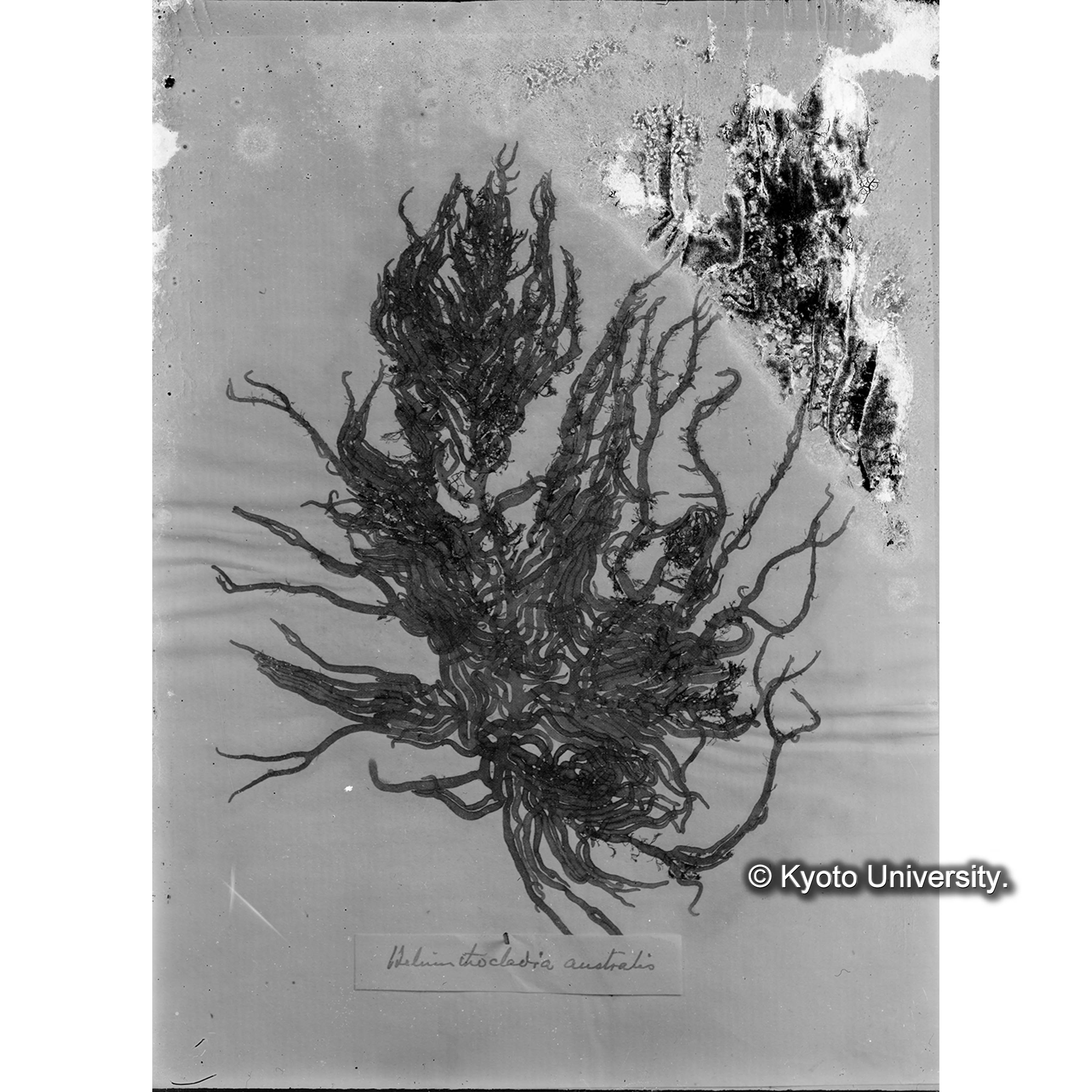 Helminthocladia australis / Trinity College （写真帳番号 65） (4)