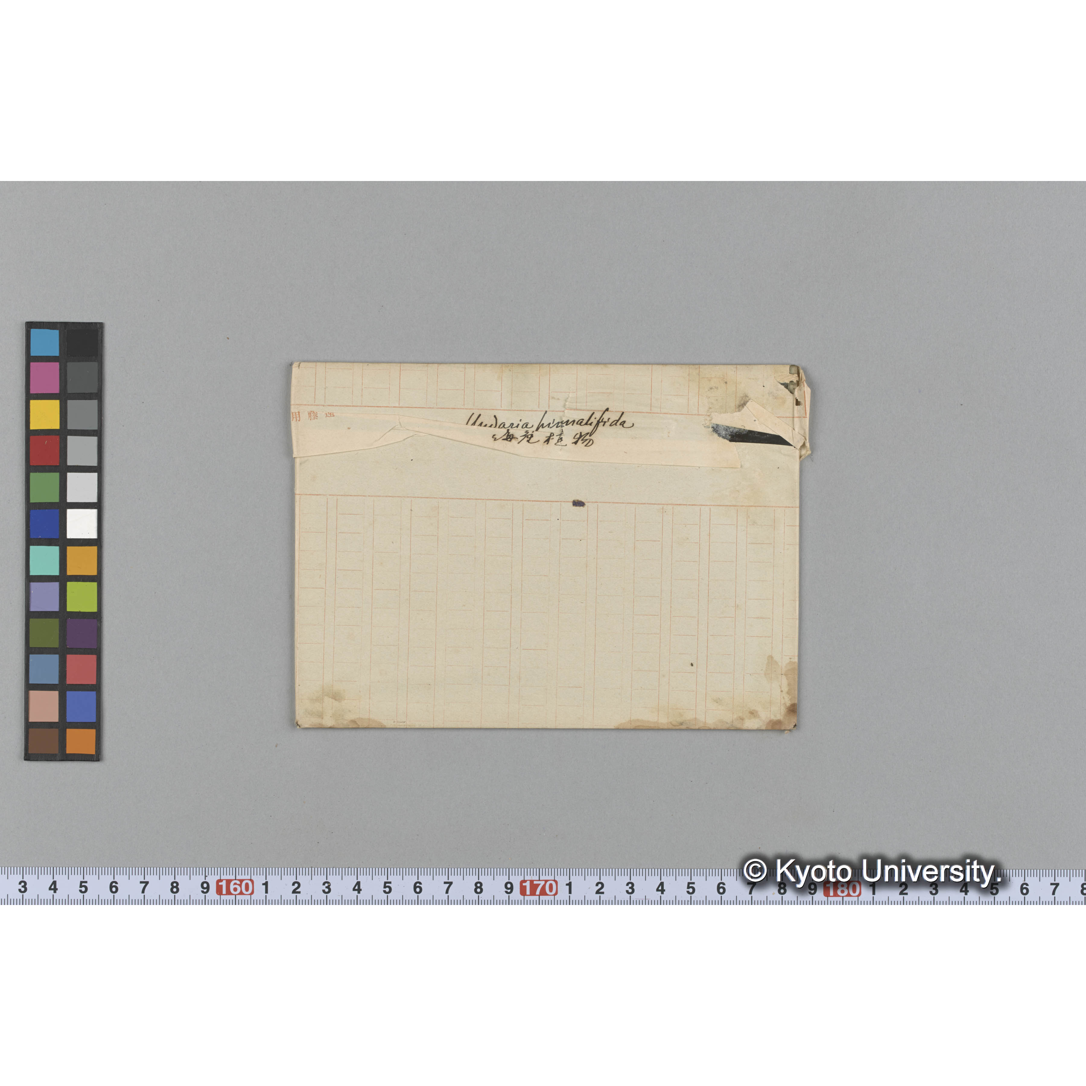 Undaria pinnatifida / 海産植物 (1)