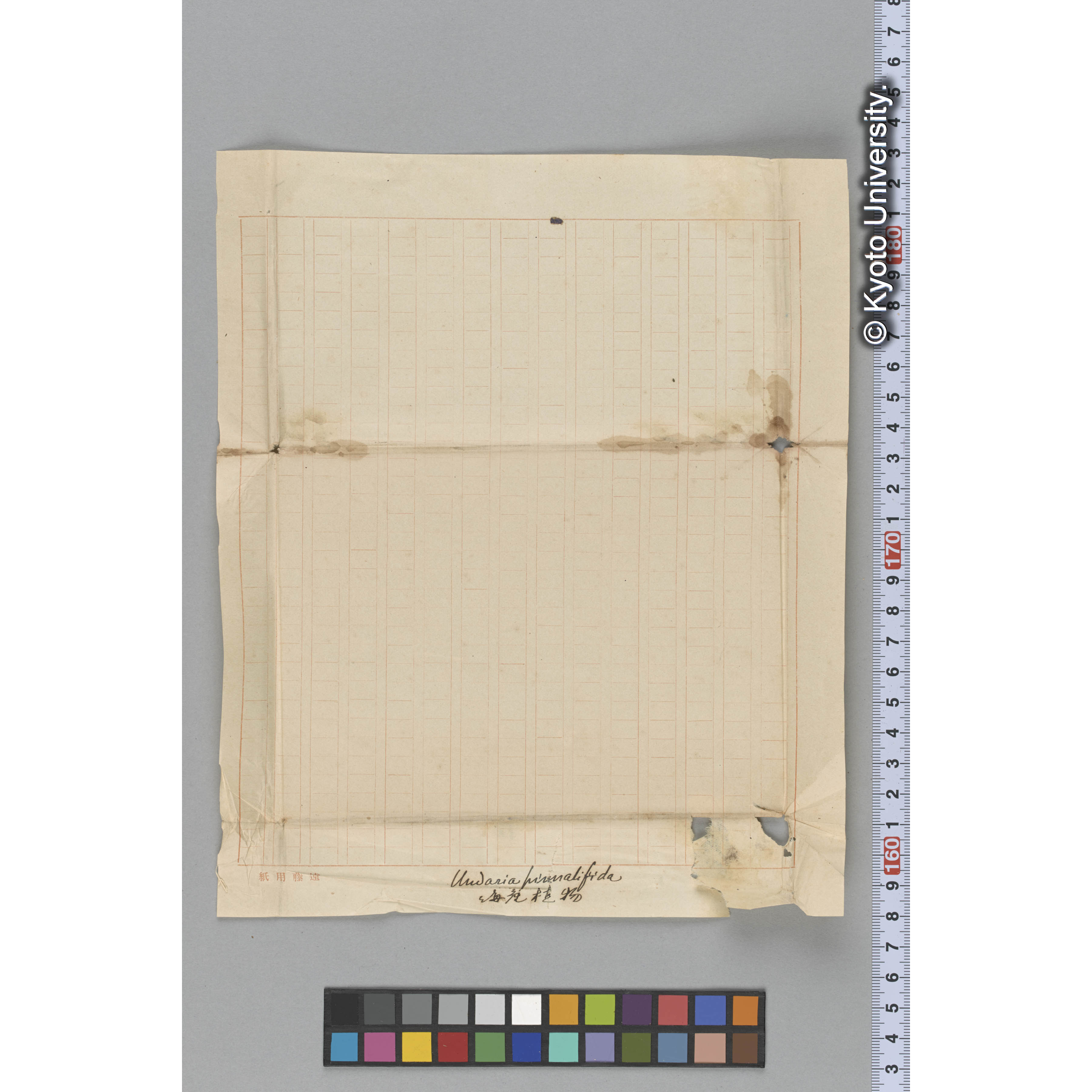 Undaria pinnatifida / 海産植物 (3)