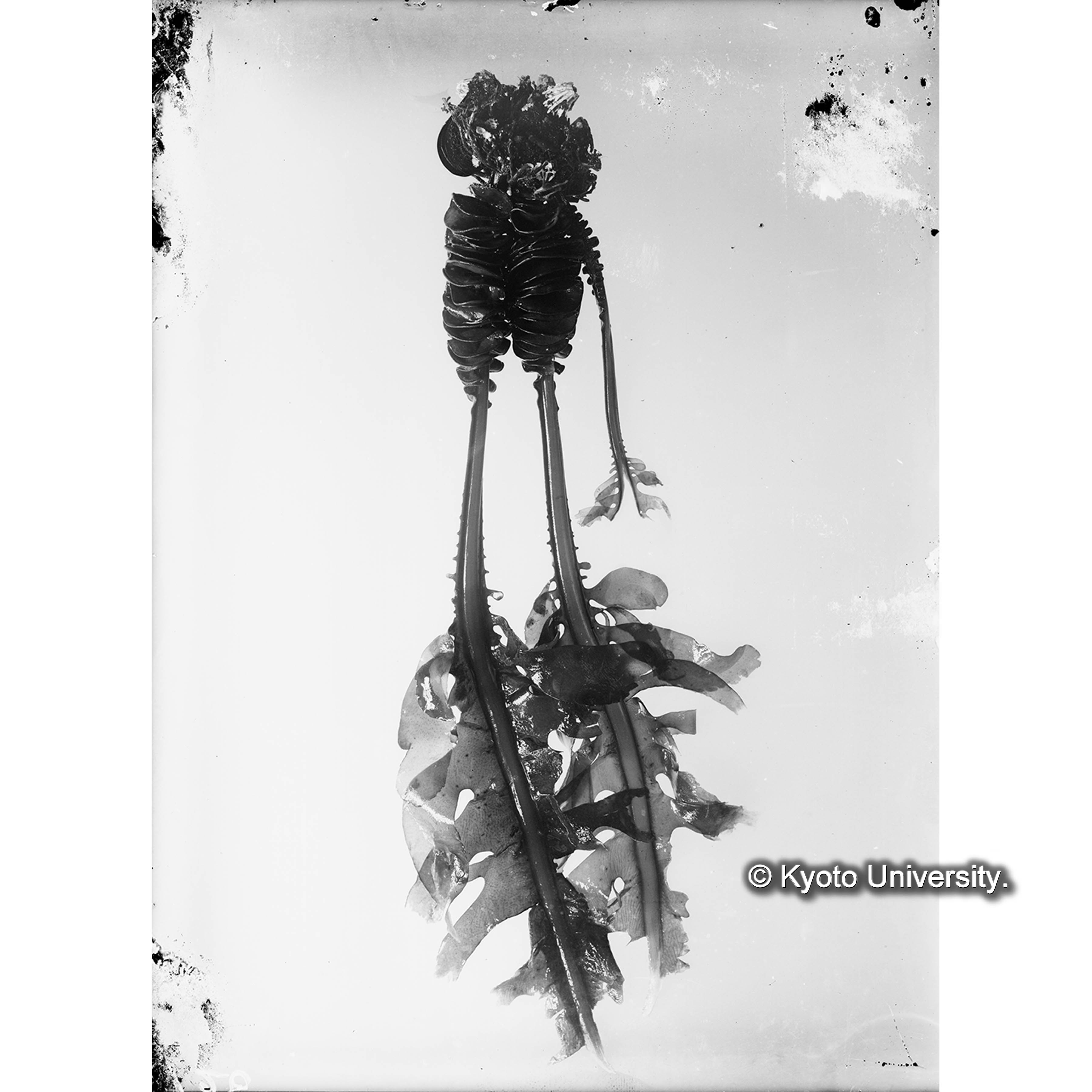 Undaria pinnatifida / 海産植物 (4)