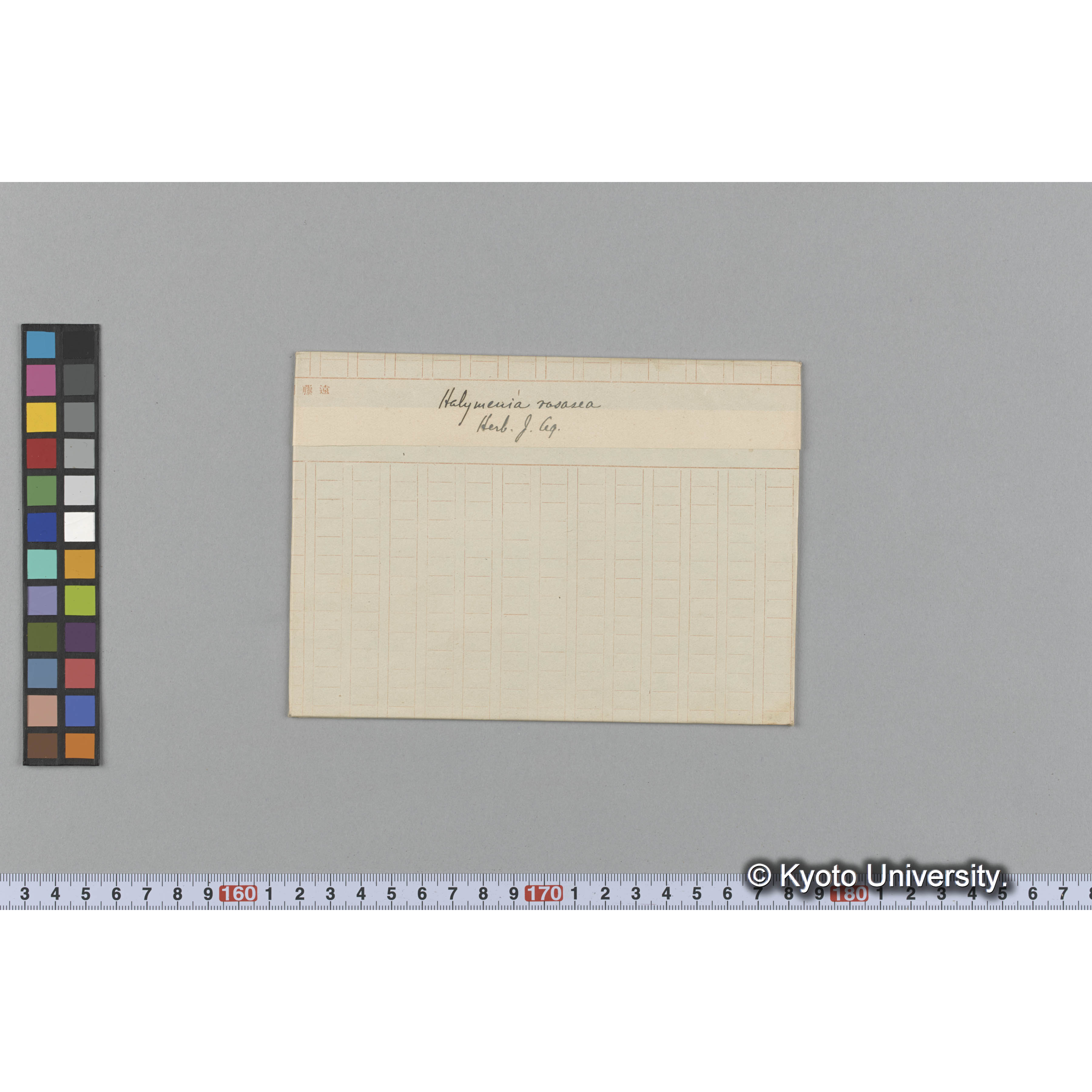 Halymenia rosasea / Herb. J. Ag. （写真帳番号 63） (1)