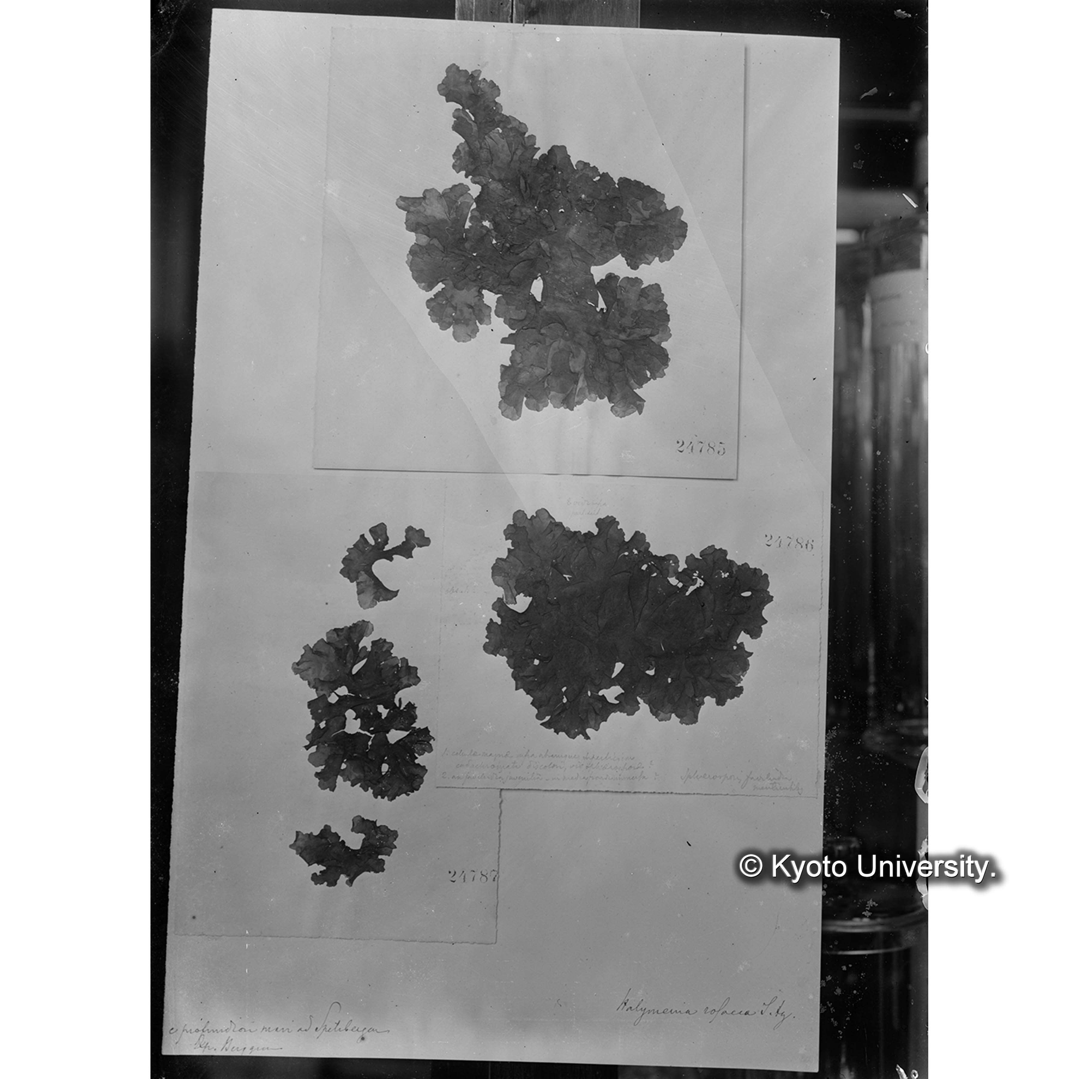 Halymenia rosasea / Herb. J. Ag. （写真帳番号 63） (4)