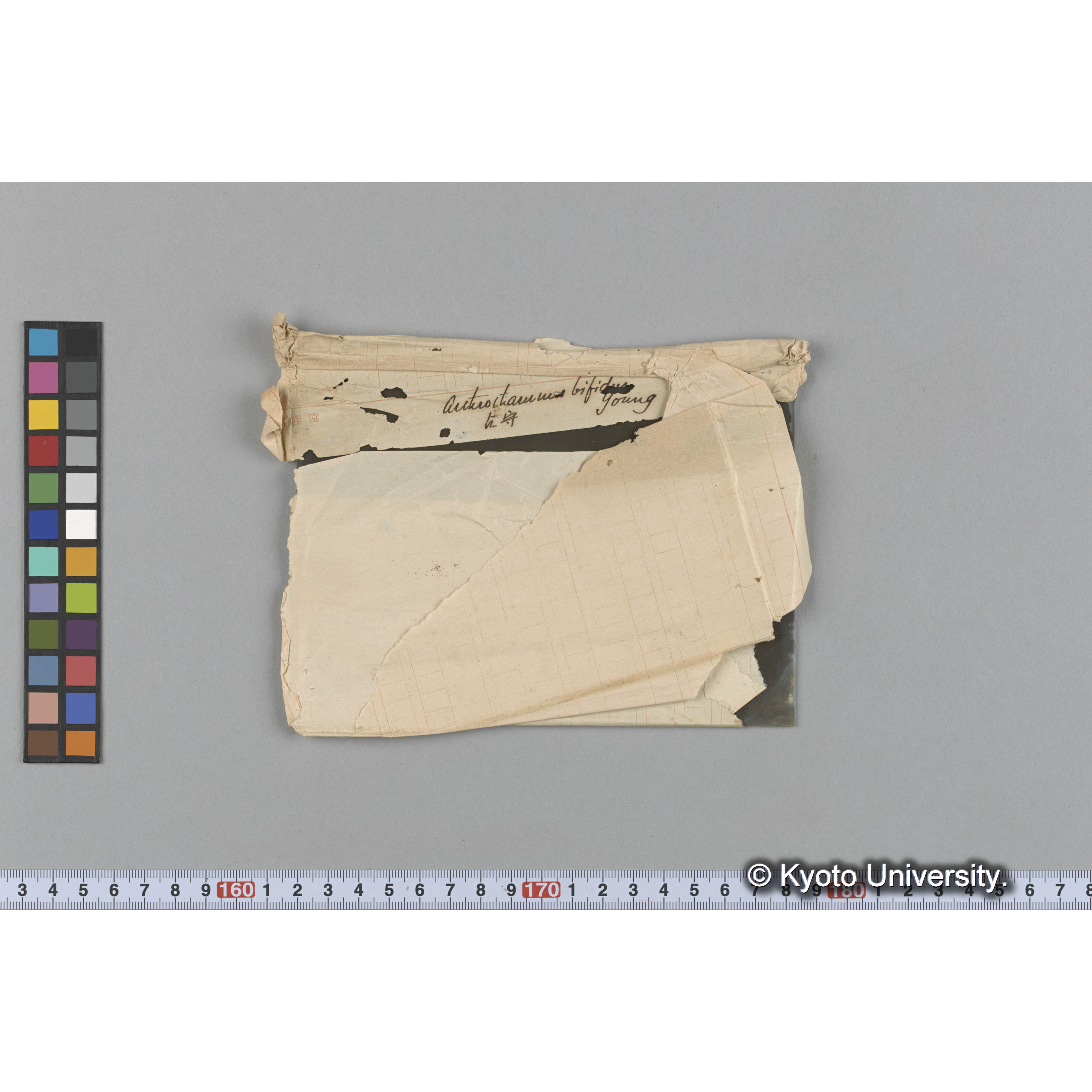 Auteroitammes bifidus young　/ 占守 (1)