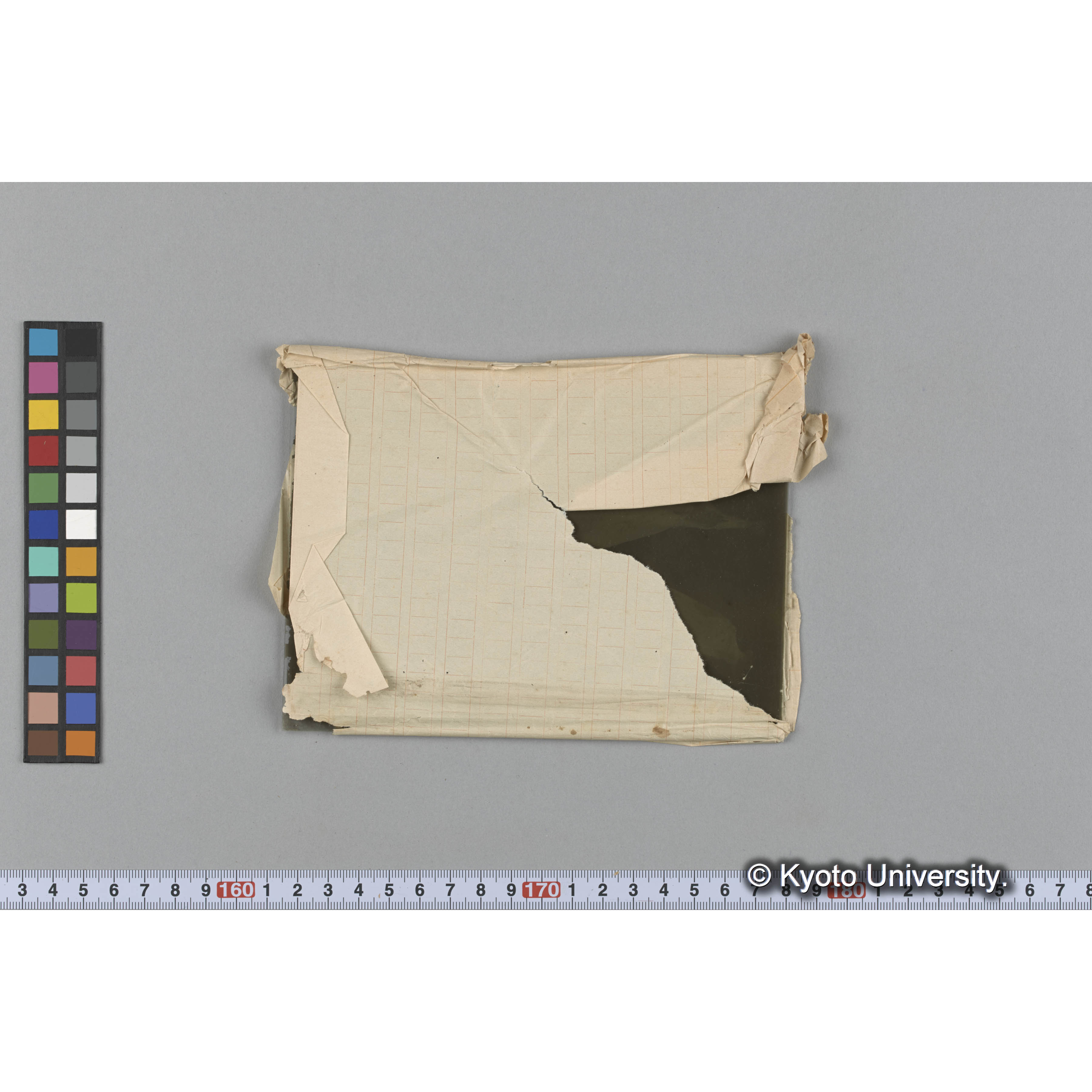 Auteroitammes bifidus young　/ 占守 (2)