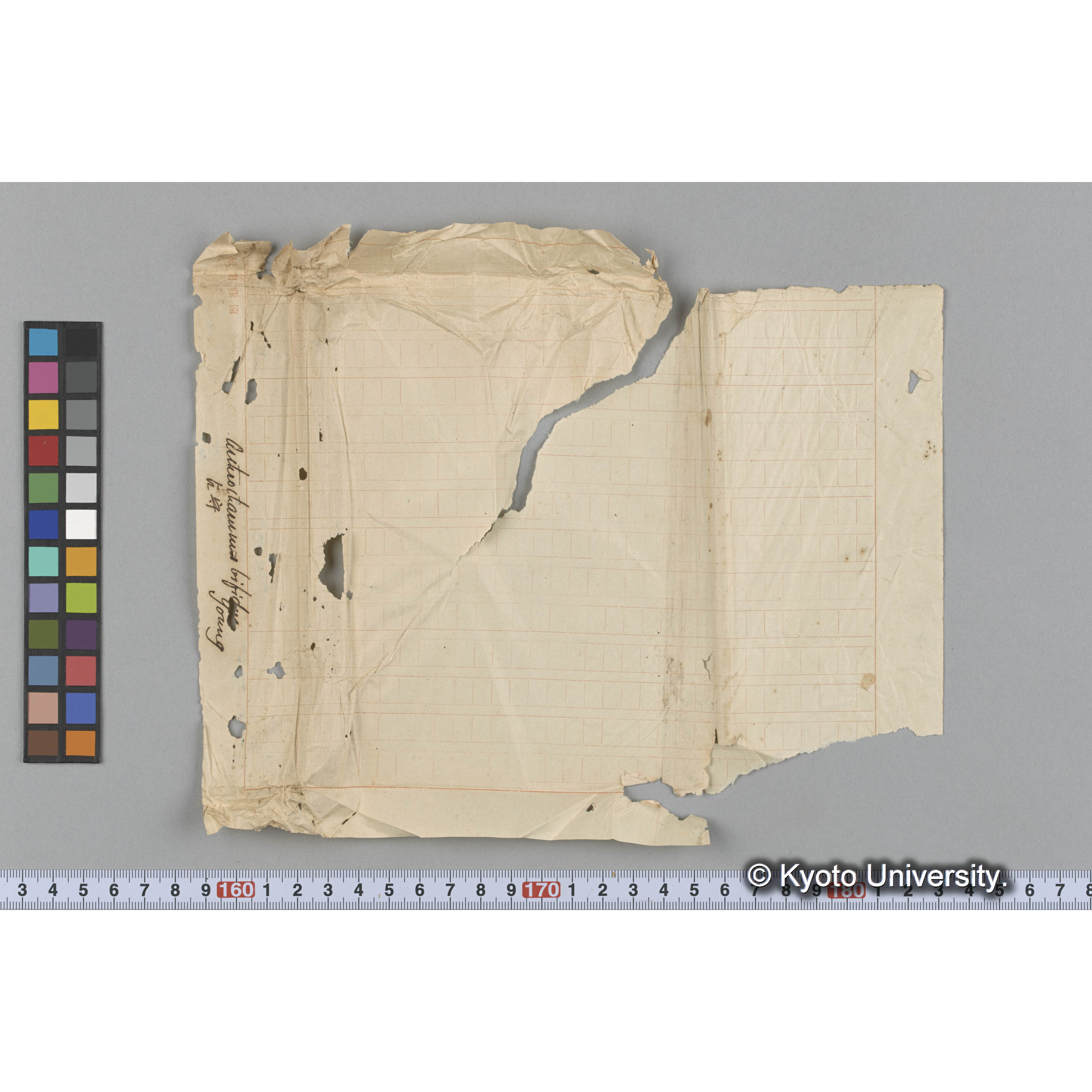 Auteroitammes bifidus young　/ 占守 (3)