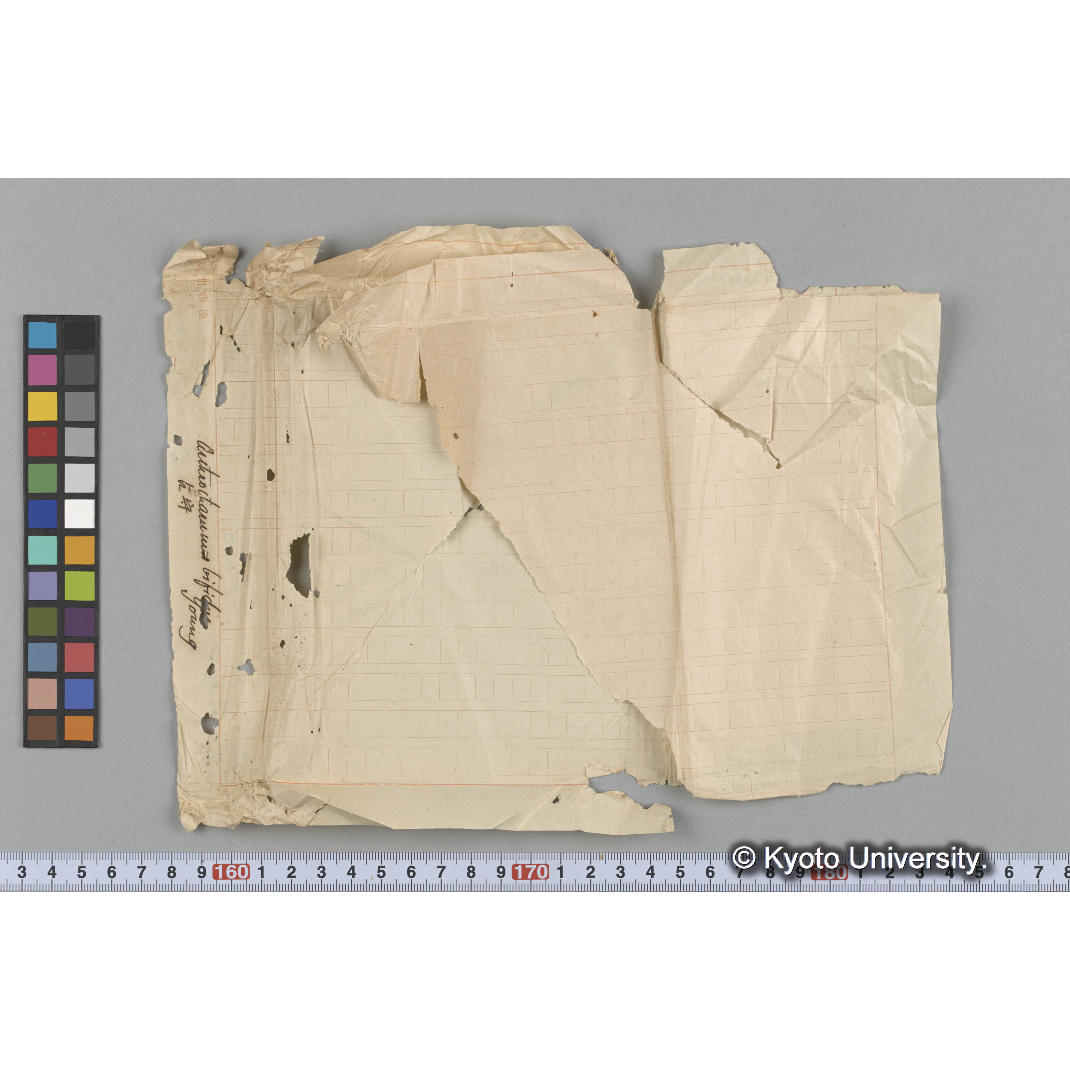 Auteroitammes bifidus young　/ 占守 (4)