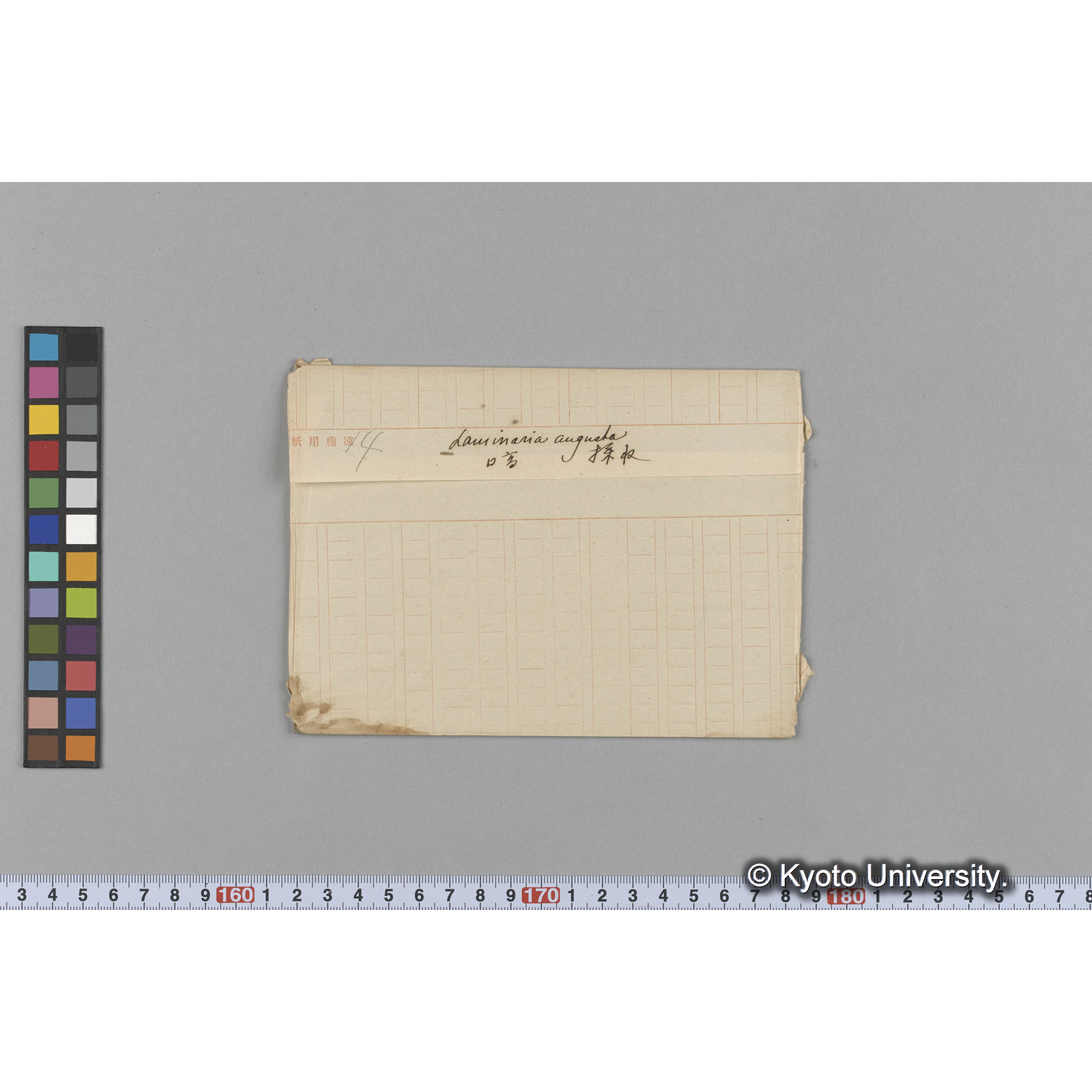 Laminaria augusta　/ 日高　/ 採取 (1)