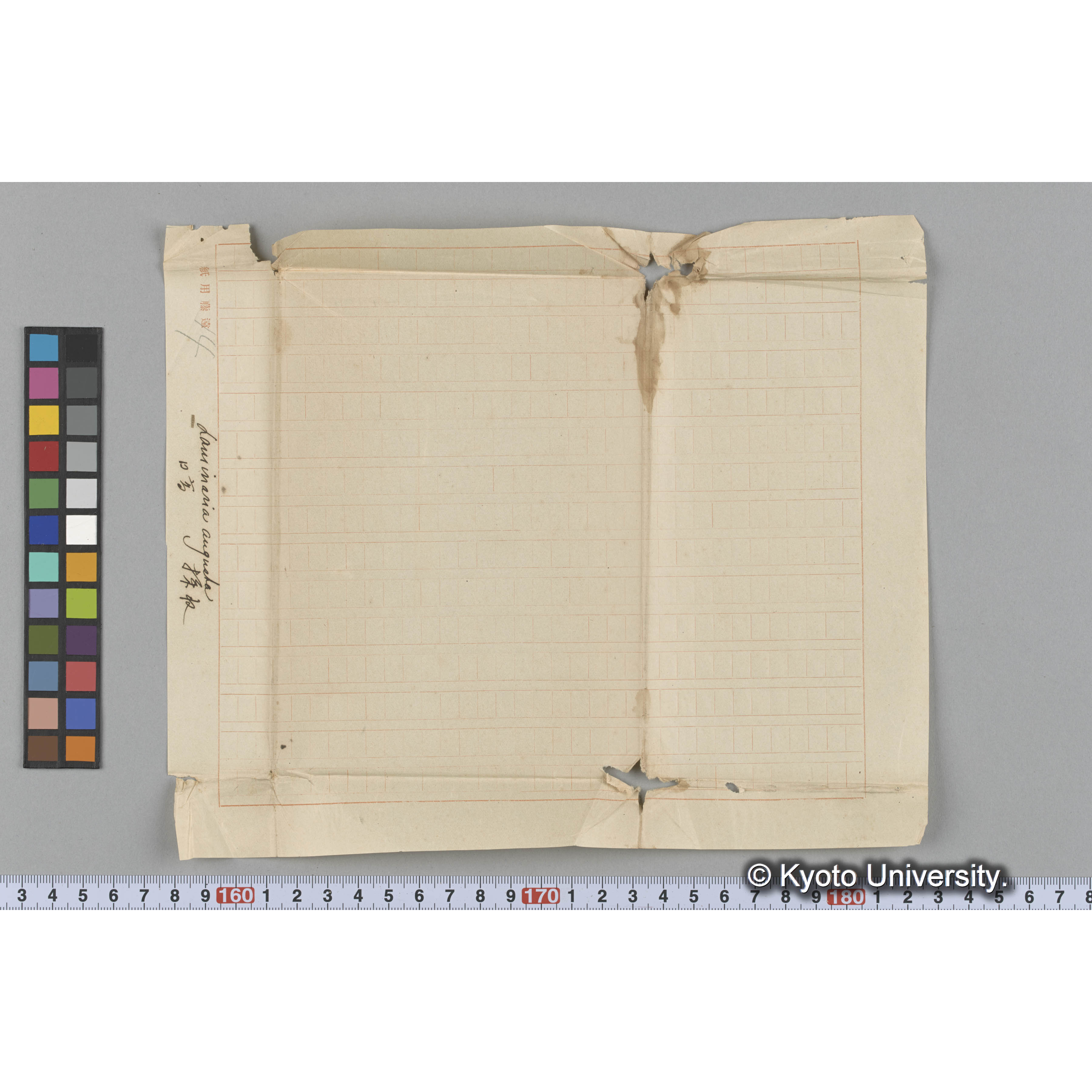 Laminaria augusta　/ 日高　/ 採取 (3)