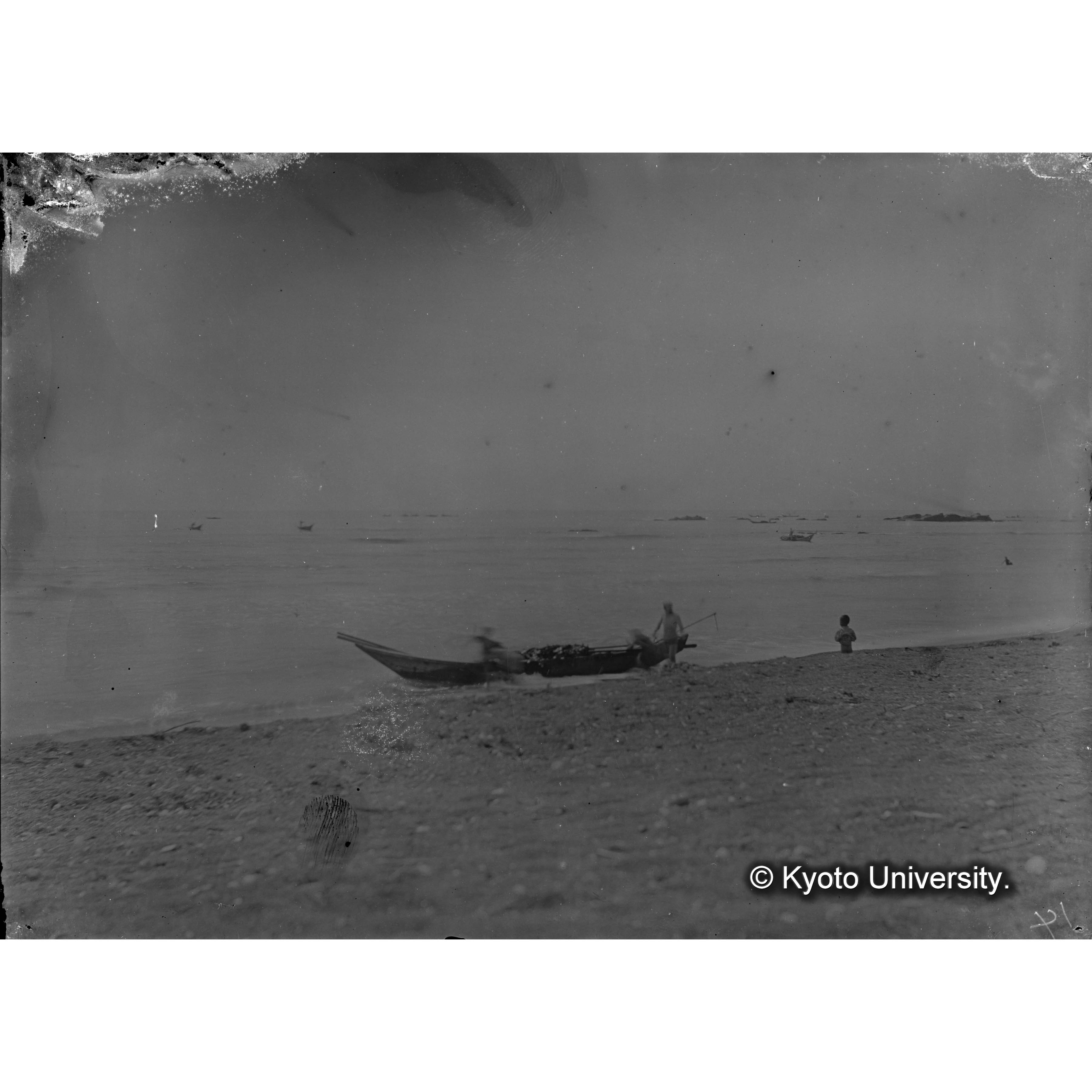 Laminaria augusta　/ 日高　/ 採取 (4)