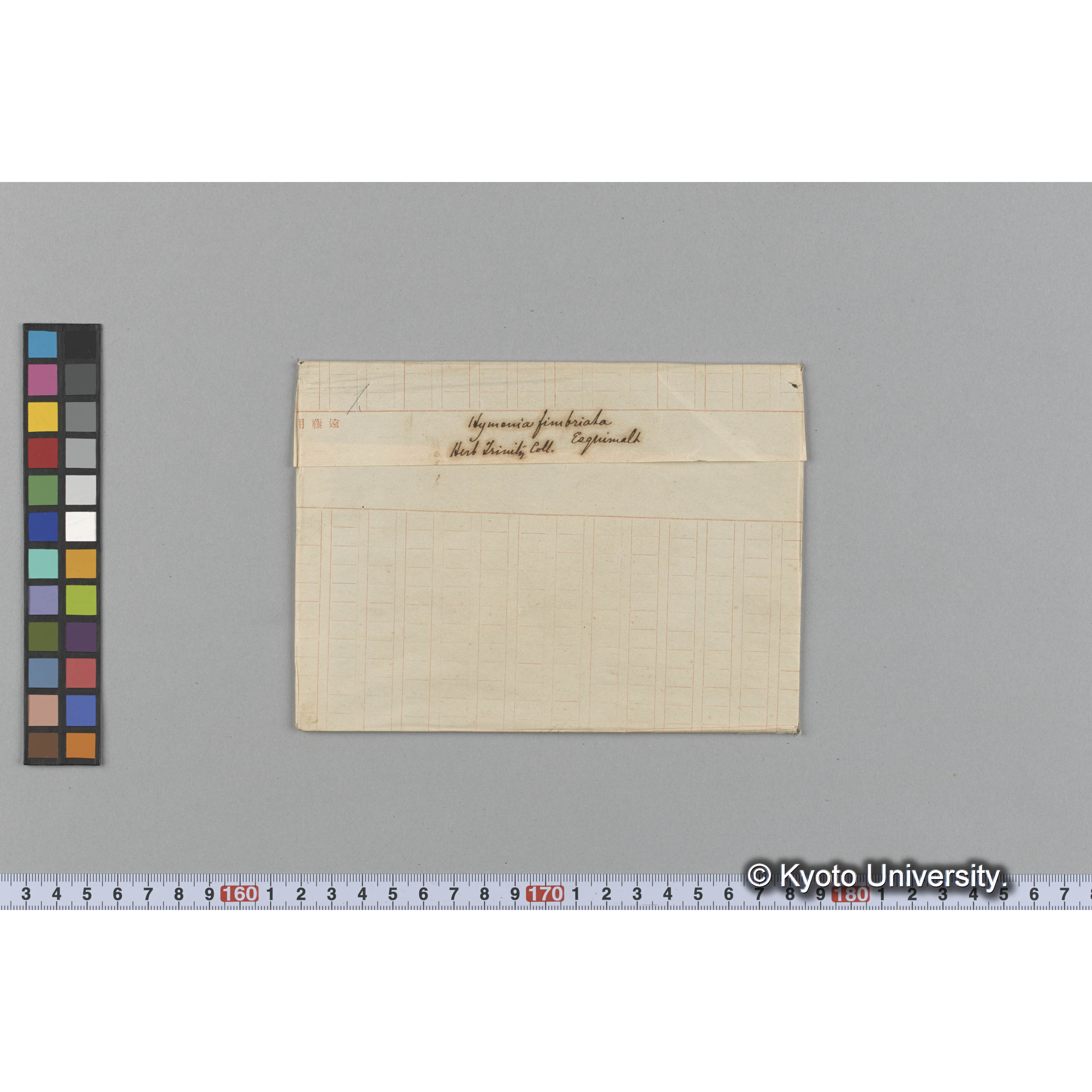 Hymenia fimbriata / Herb. Trinity Coll. / Esquimalt （写真帳番号 69） (1)