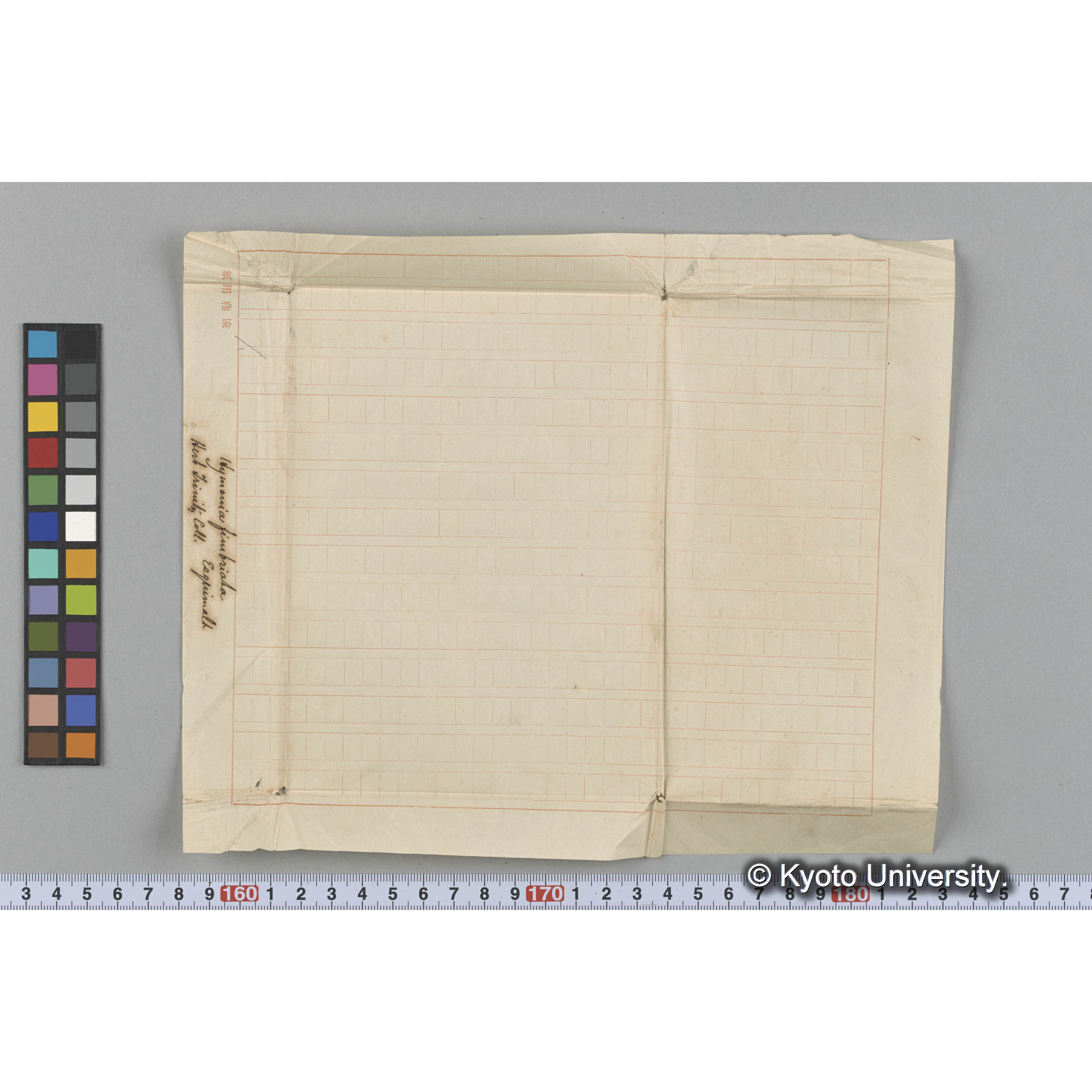 Hymenia fimbriata / Herb. Trinity Coll. / Esquimalt （写真帳番号 69） (3)