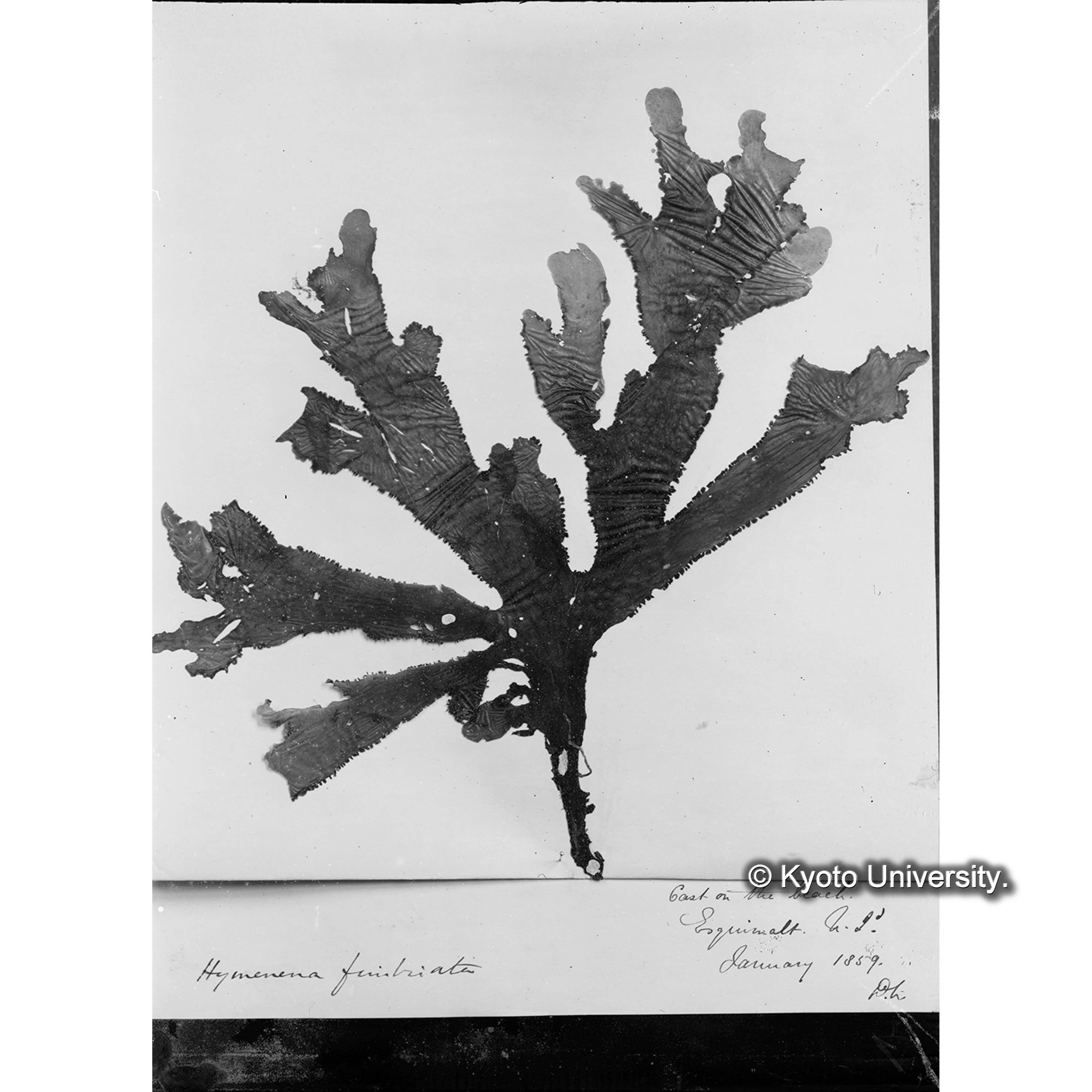 Hymenia fimbriata / Herb. Trinity Coll. / Esquimalt （写真帳番号 69） (4)