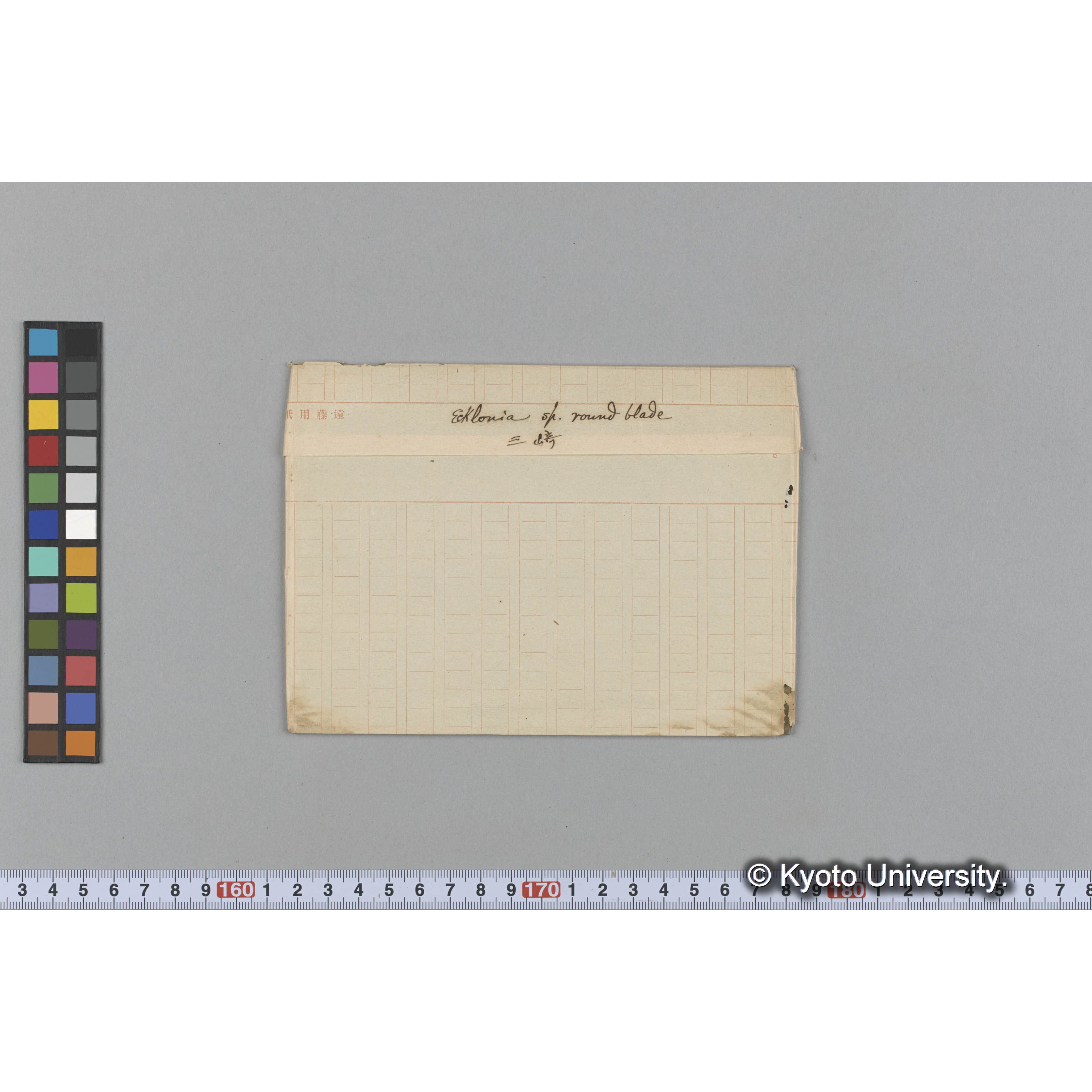 Ecklonia sp. round blade / 三崎 (1)