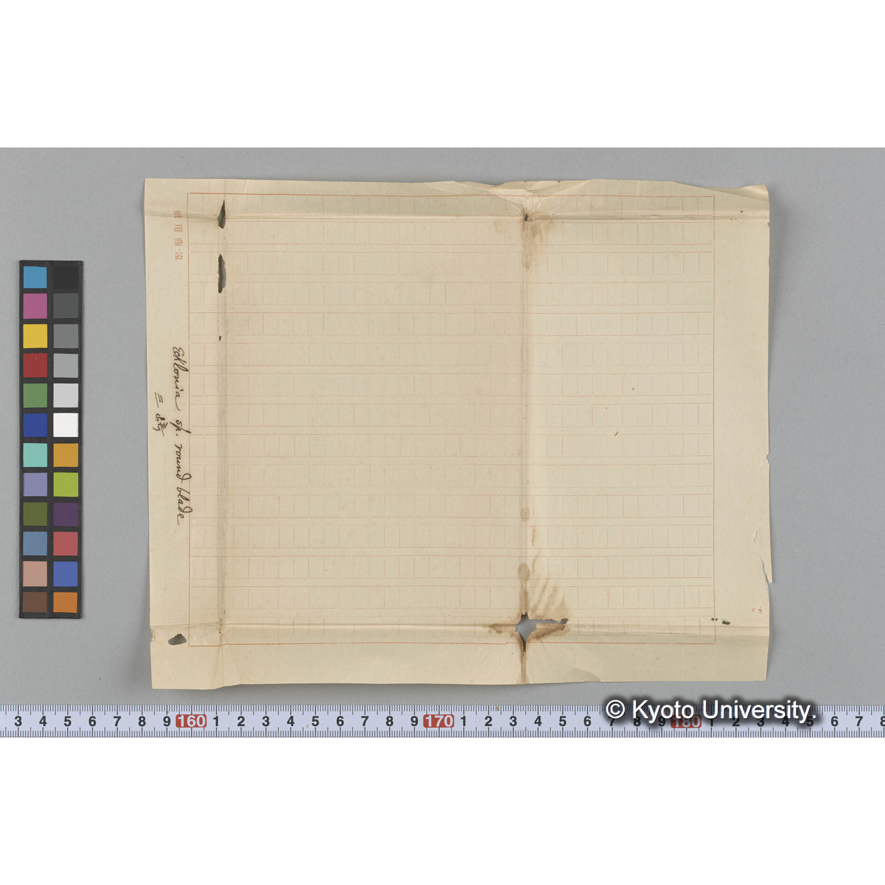 Ecklonia sp. round blade / 三崎 (3)