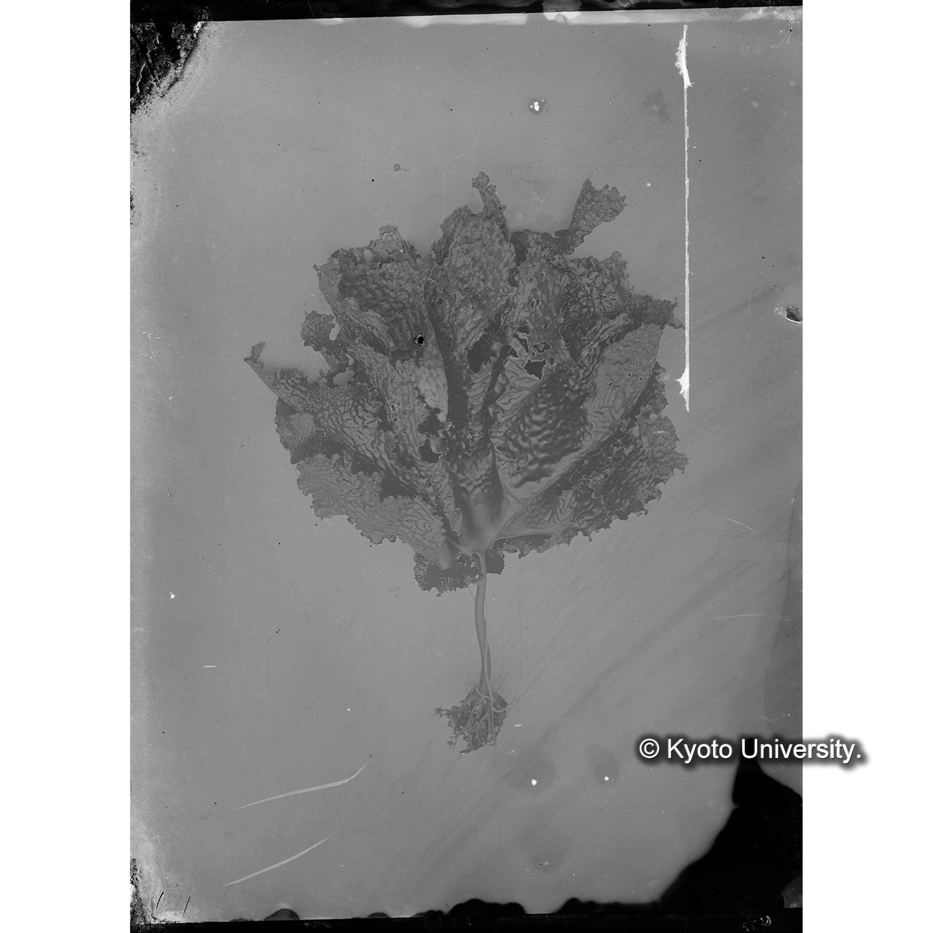 Ecklonia sp. round blade / 三崎 (4)