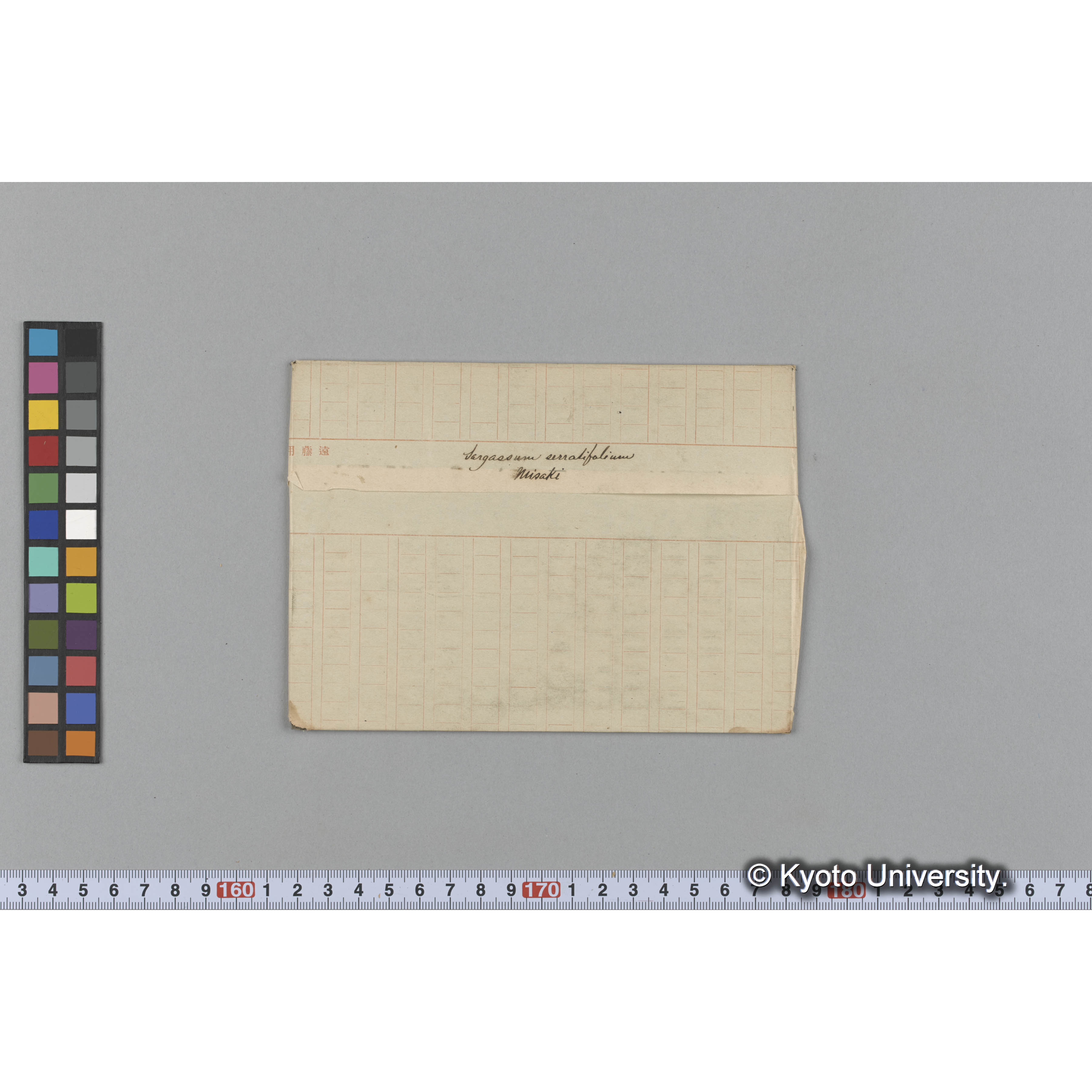 Sargassum serratifolium / Misaki (1)