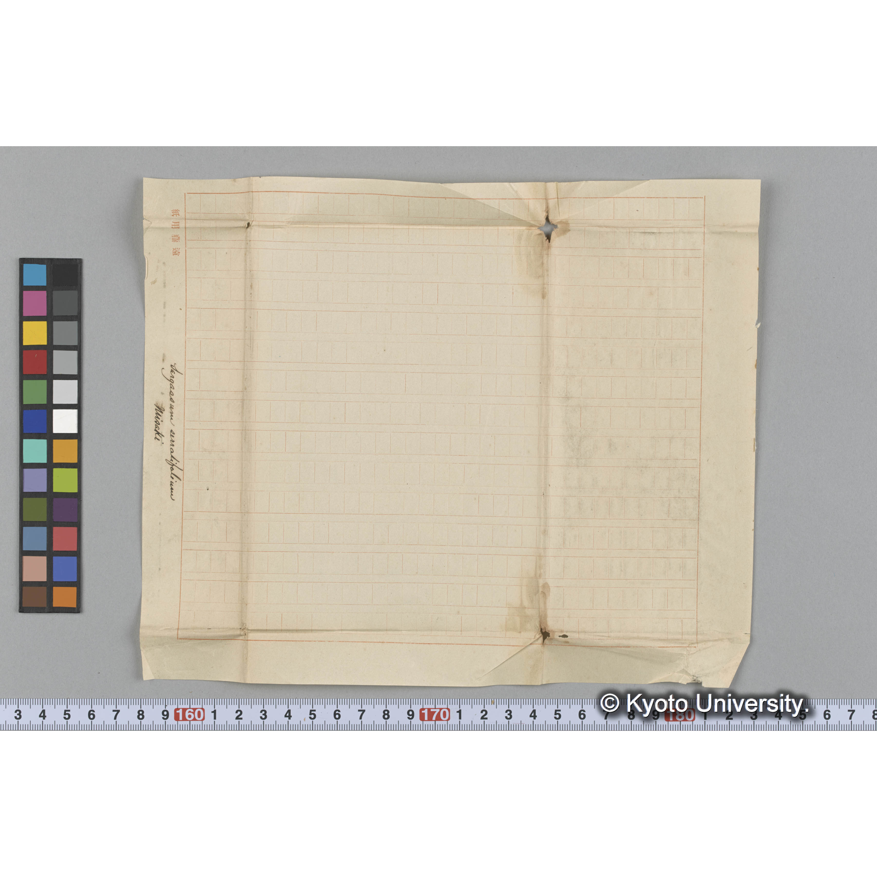 Sargassum serratifolium / Misaki (3)