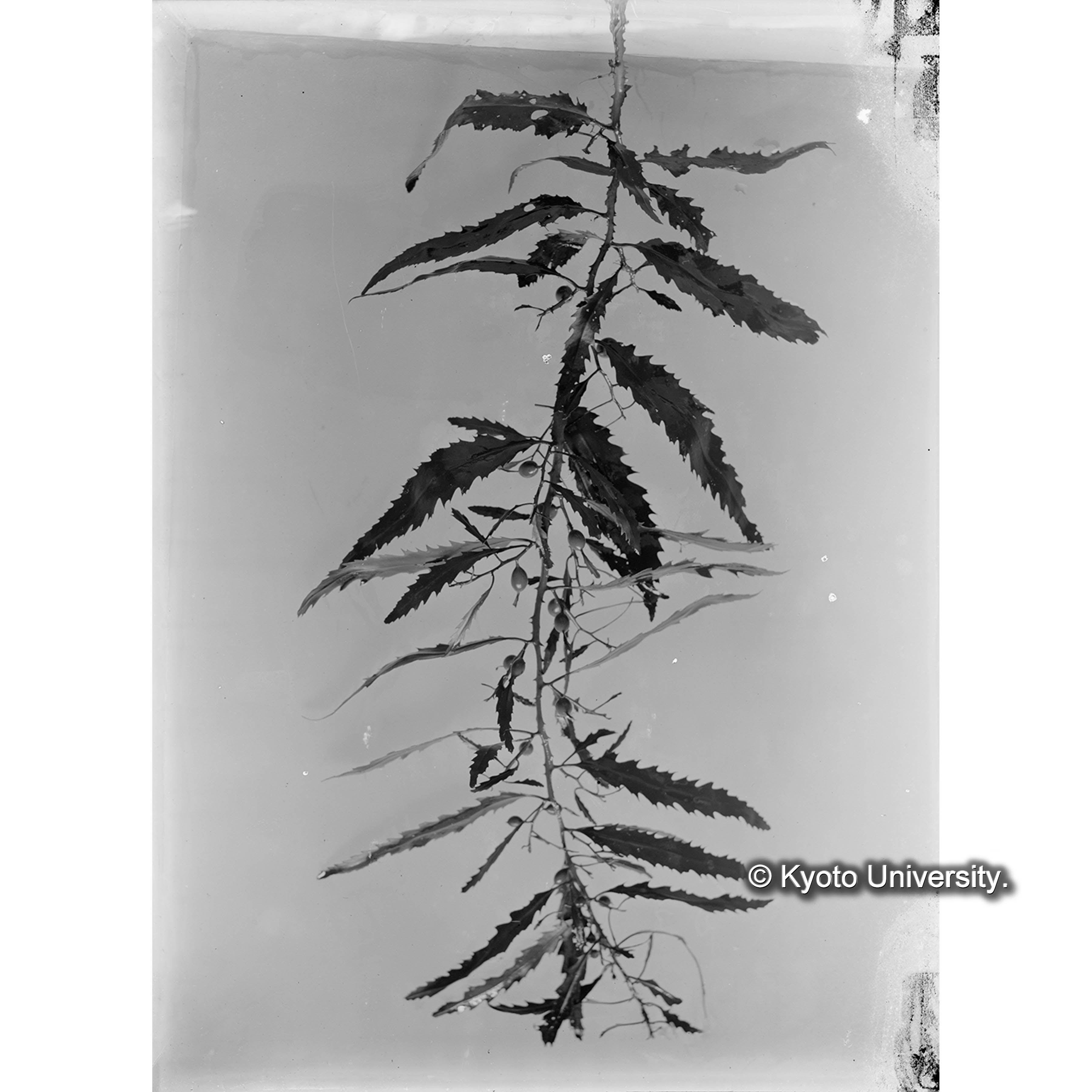 Sargassum serratifolium / Misaki (4)