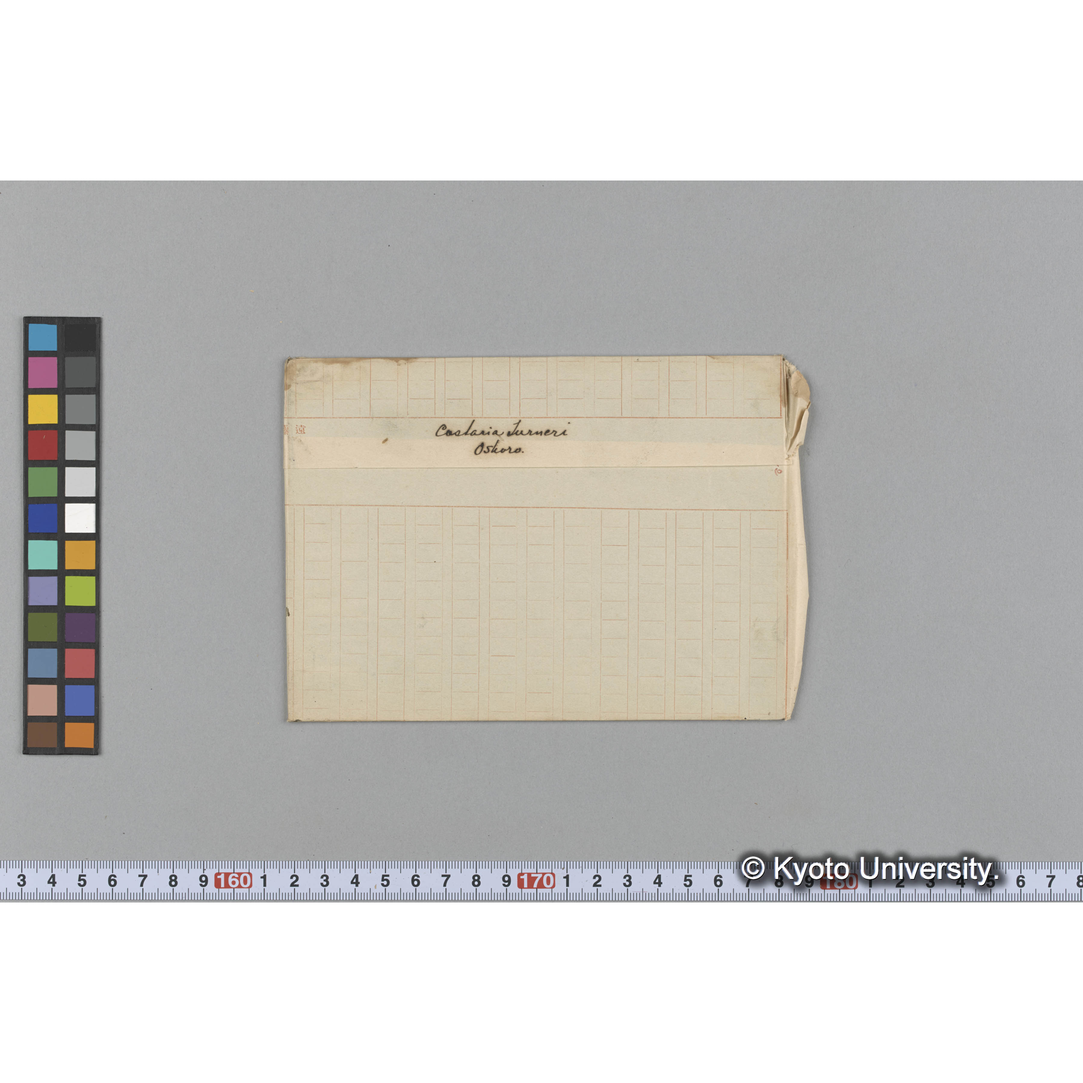 Costaria Turneri / Oshoro. (1)
