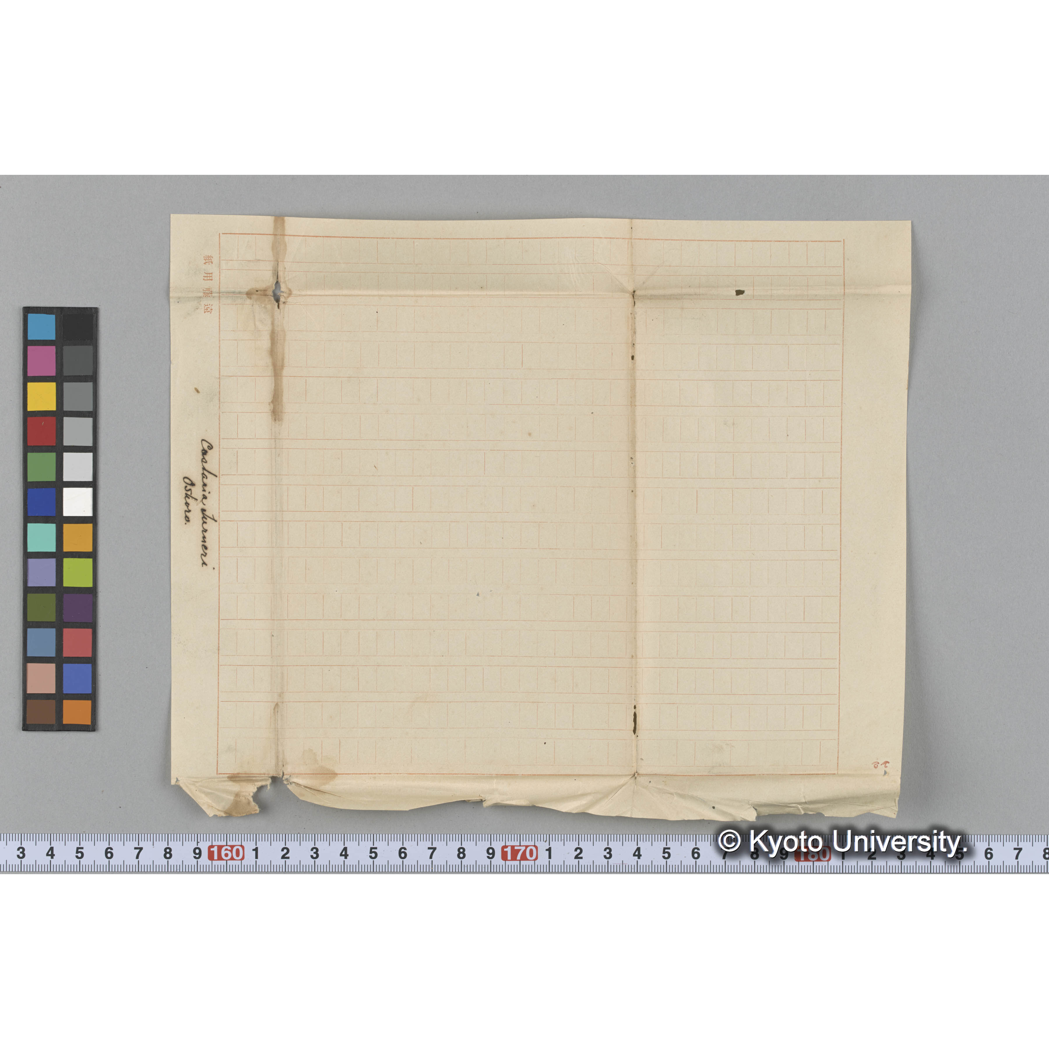 Costaria Turneri / Oshoro. (3)