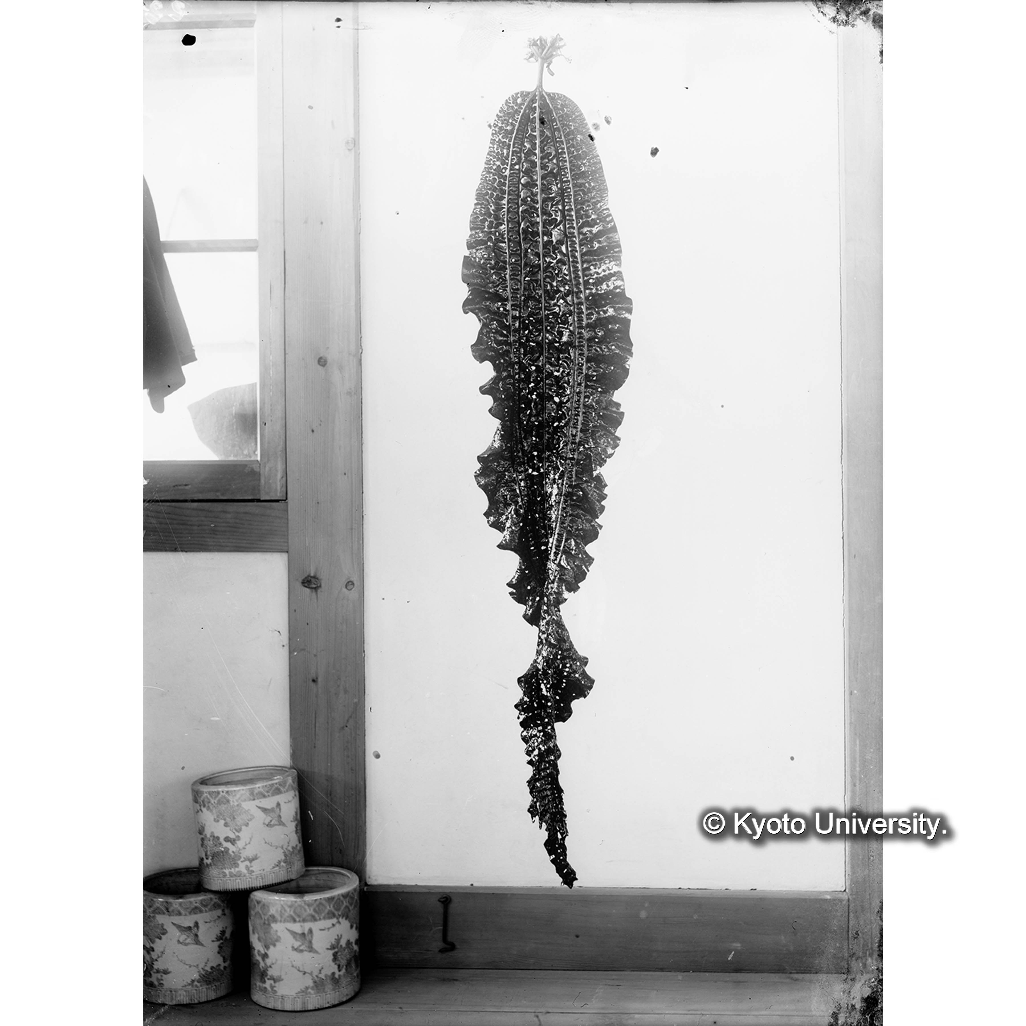 Costaria Turneri / Oshoro. (4)