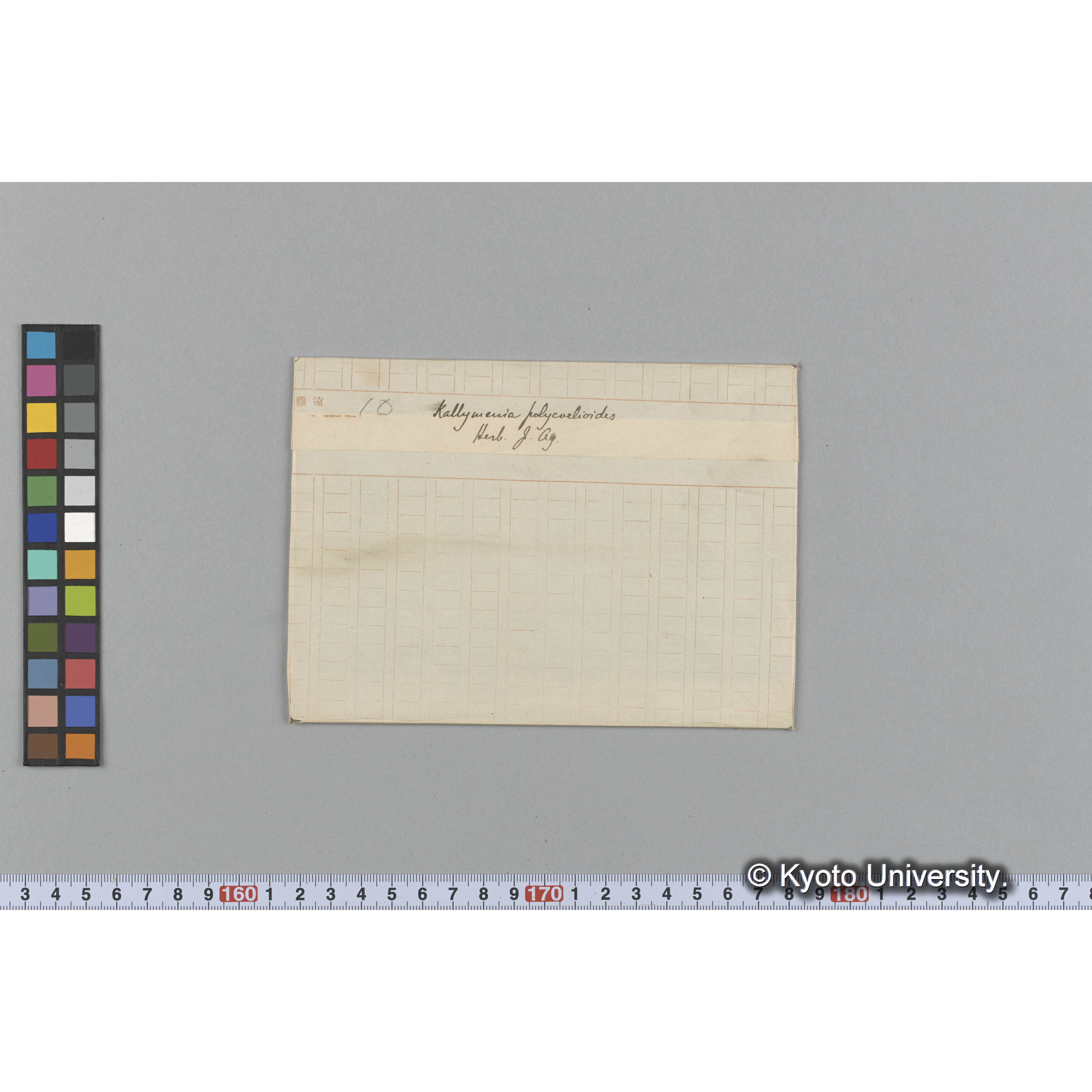 Kallymenia polycoelioides / Herb. J. Ag. （写真帳番号 77） (1)