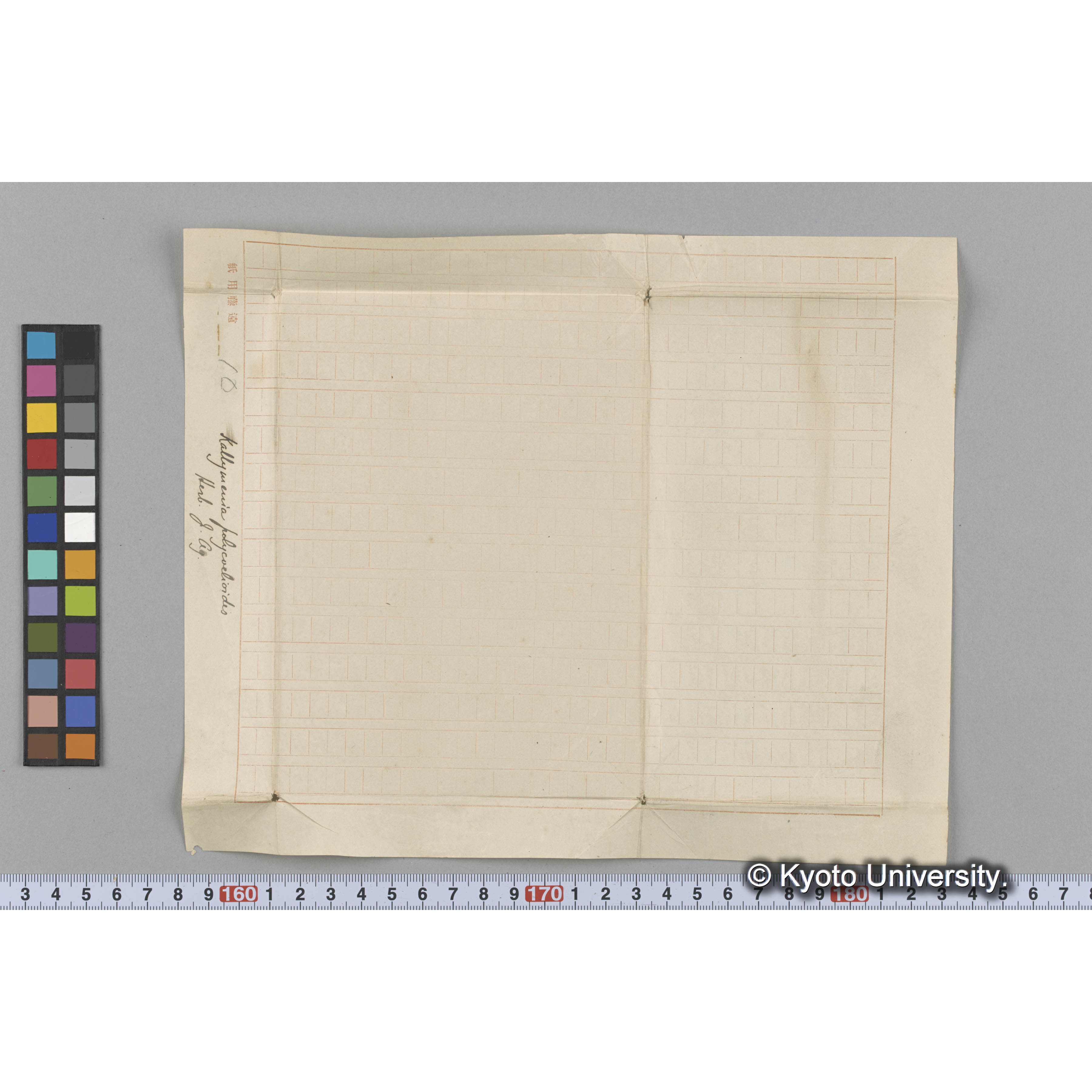 Kallymenia polycoelioides / Herb. J. Ag. （写真帳番号 77） (3)